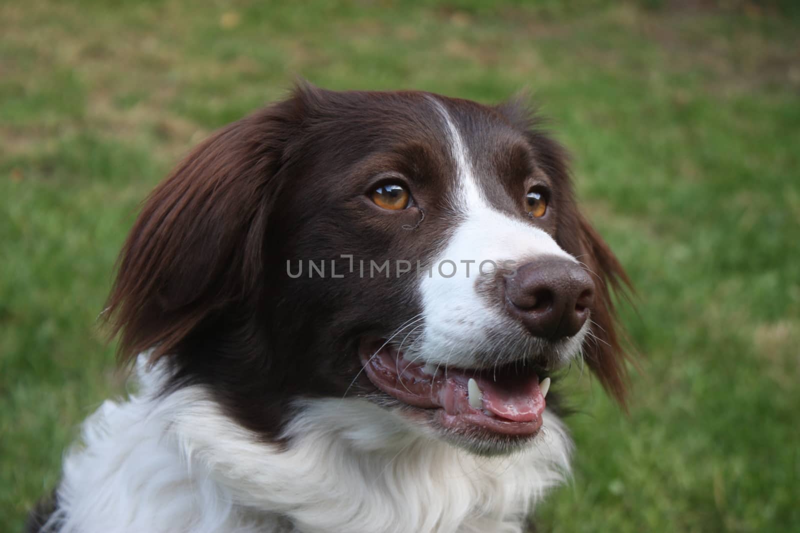 very cute liver and white collie cross springer spaniel pet dog