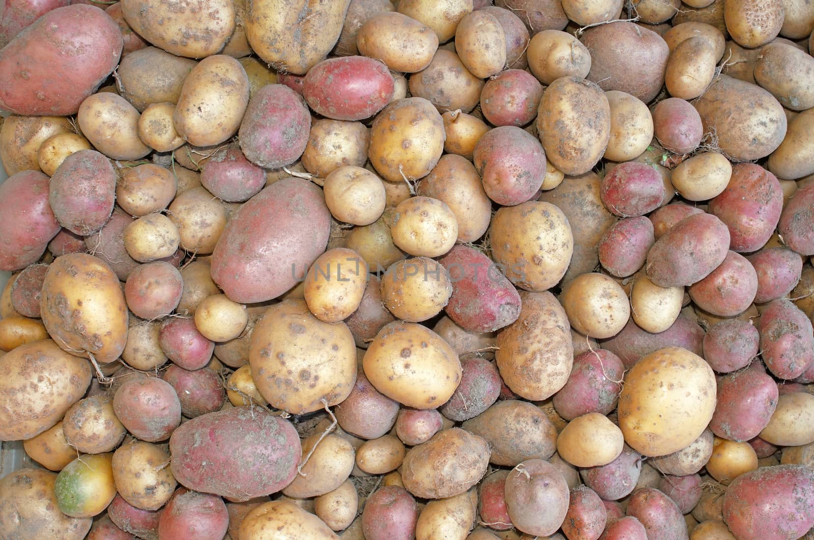 Potato tubers out of the ground just as a background                               