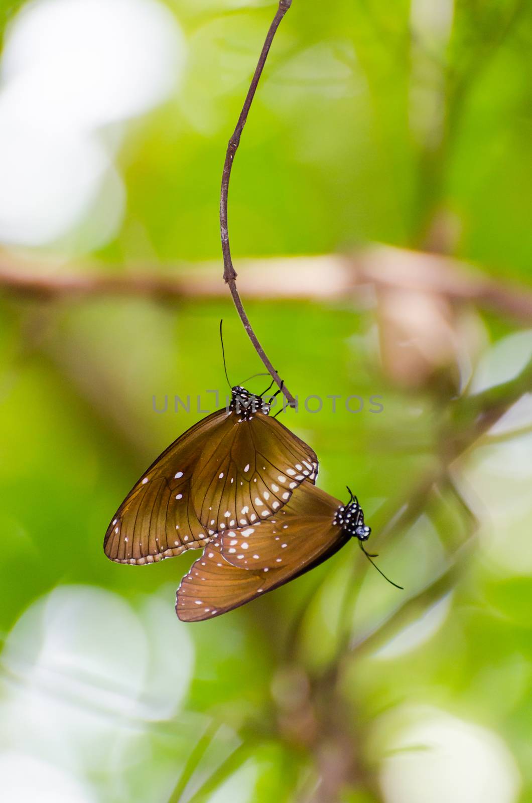 Black Kaiser butterfly ( Penthema binghami ) mating in the bush taken from Thailand