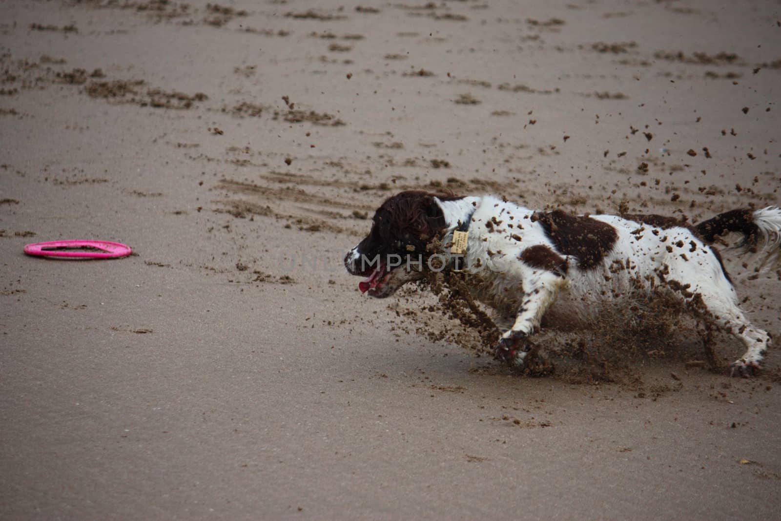 Working type english springer spaniel pet gundog running on a sandy beach;