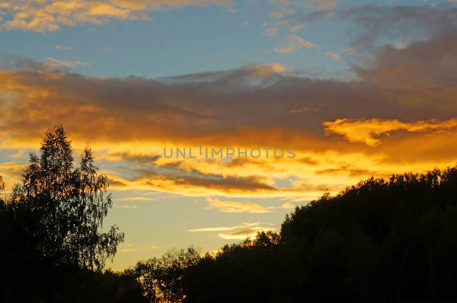 Black silhouettes of trees on a background of a bright sunset sky with clouds