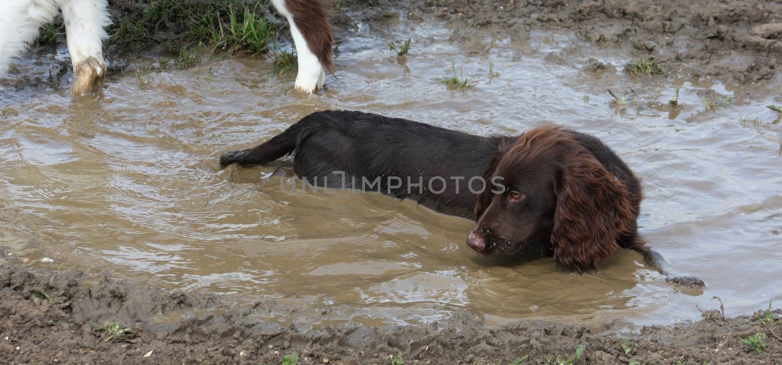 Muddy brown working type cocker spaniel pet gundog lying in a muddy puddle