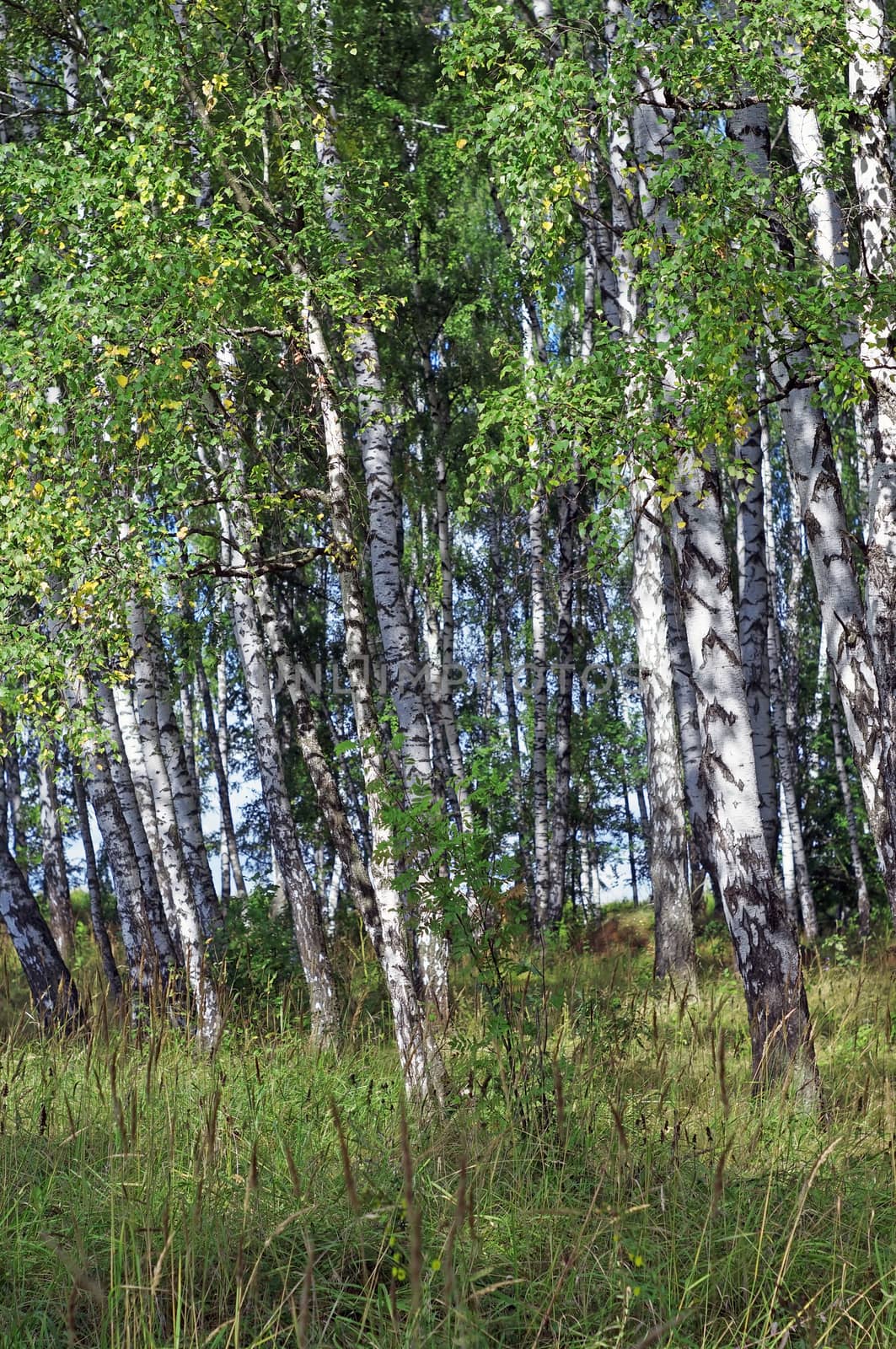  Birch grove in summer                   