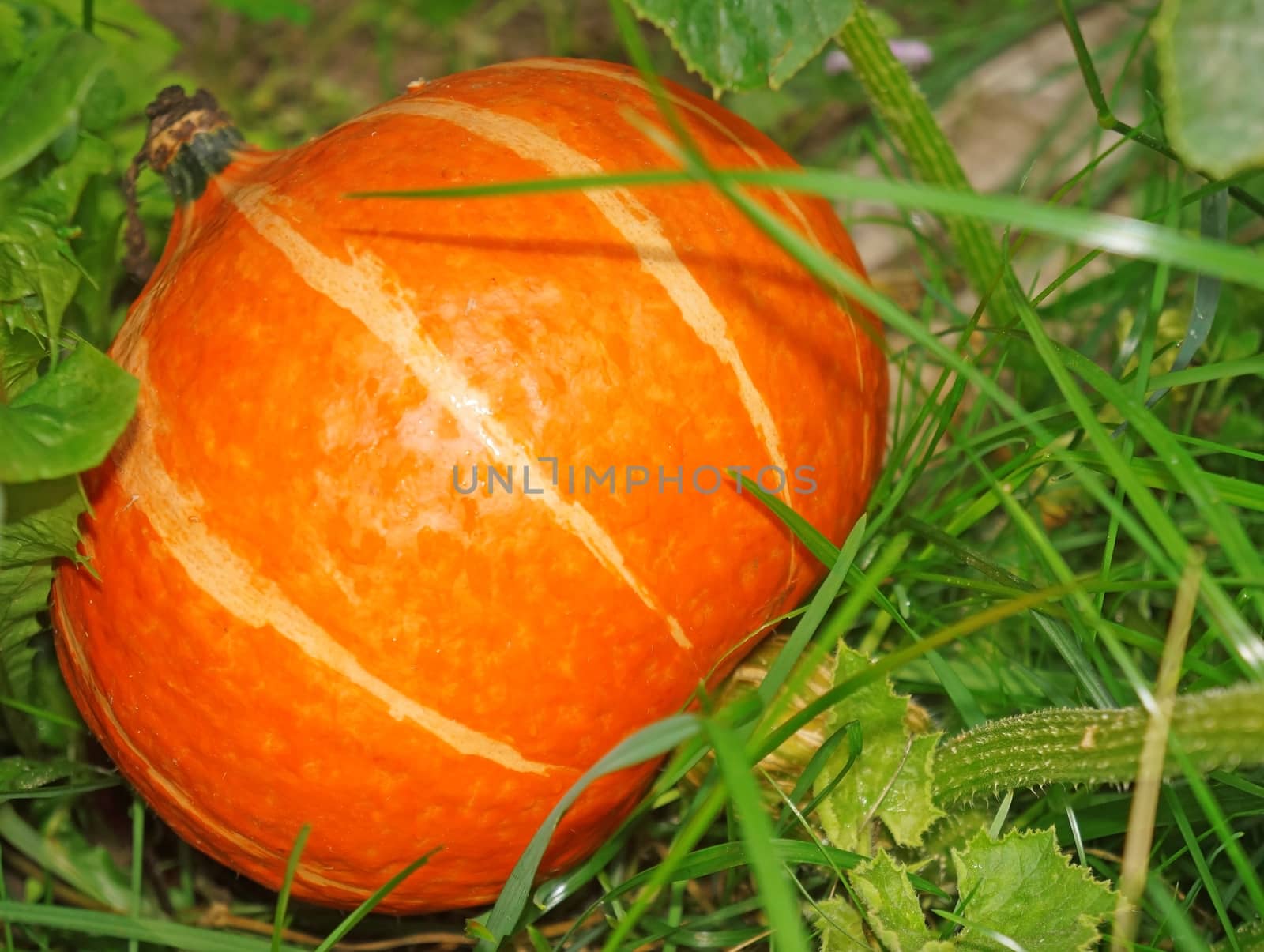 Orange Pumpkin in the garden