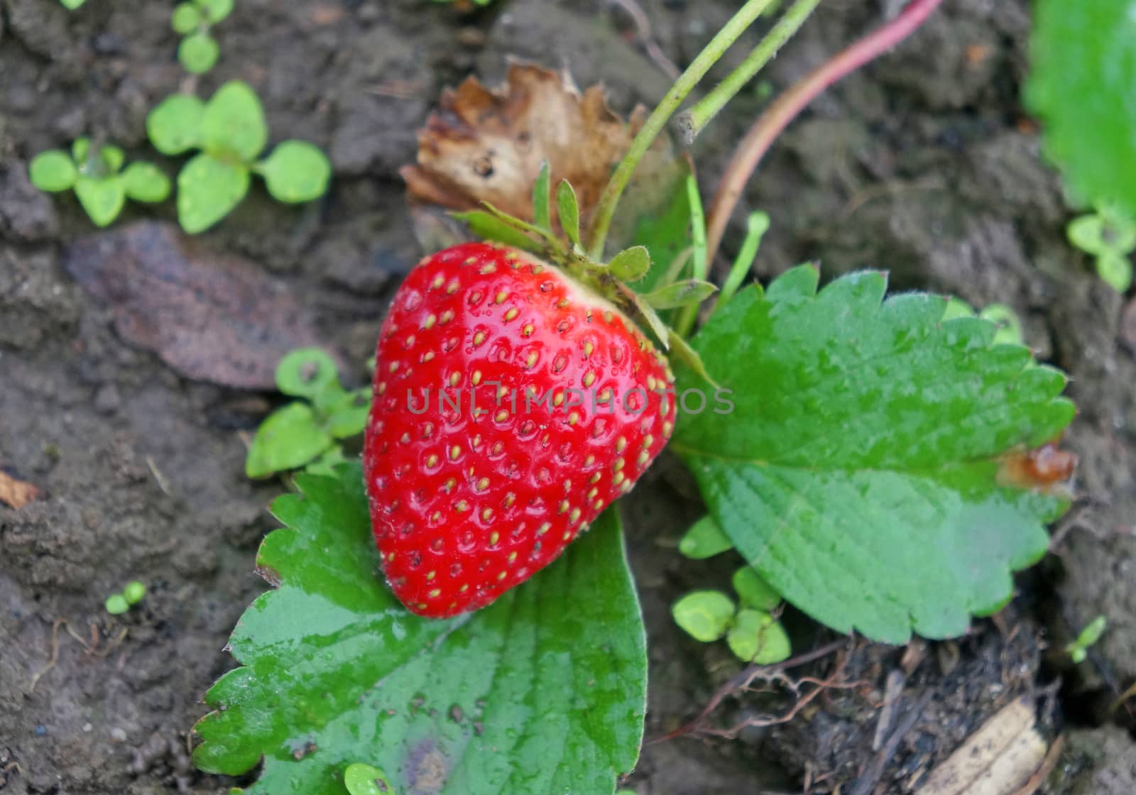 Red ripe strawberry on a bed in the garden
