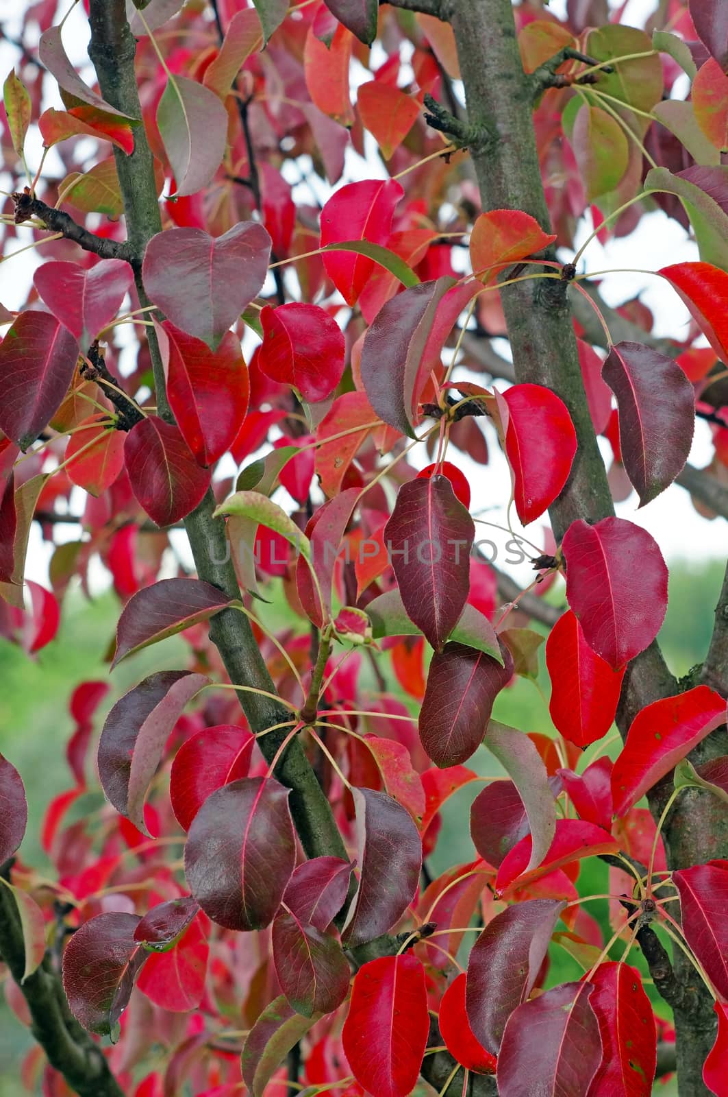 
Pears in the fall foliage as a backdrop