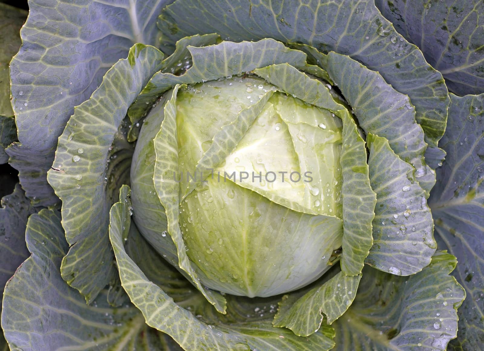 Cabbage closeup as background