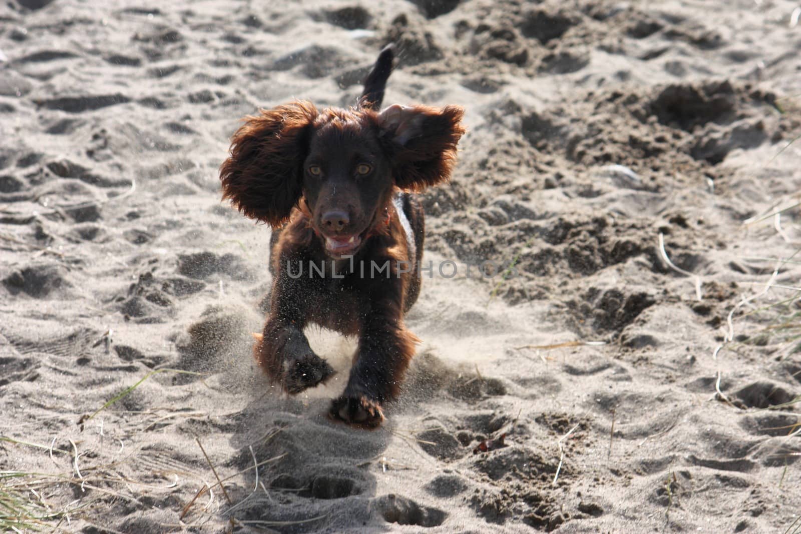 very cute young liver working type cocker spaniel puppy running on a sandy beach