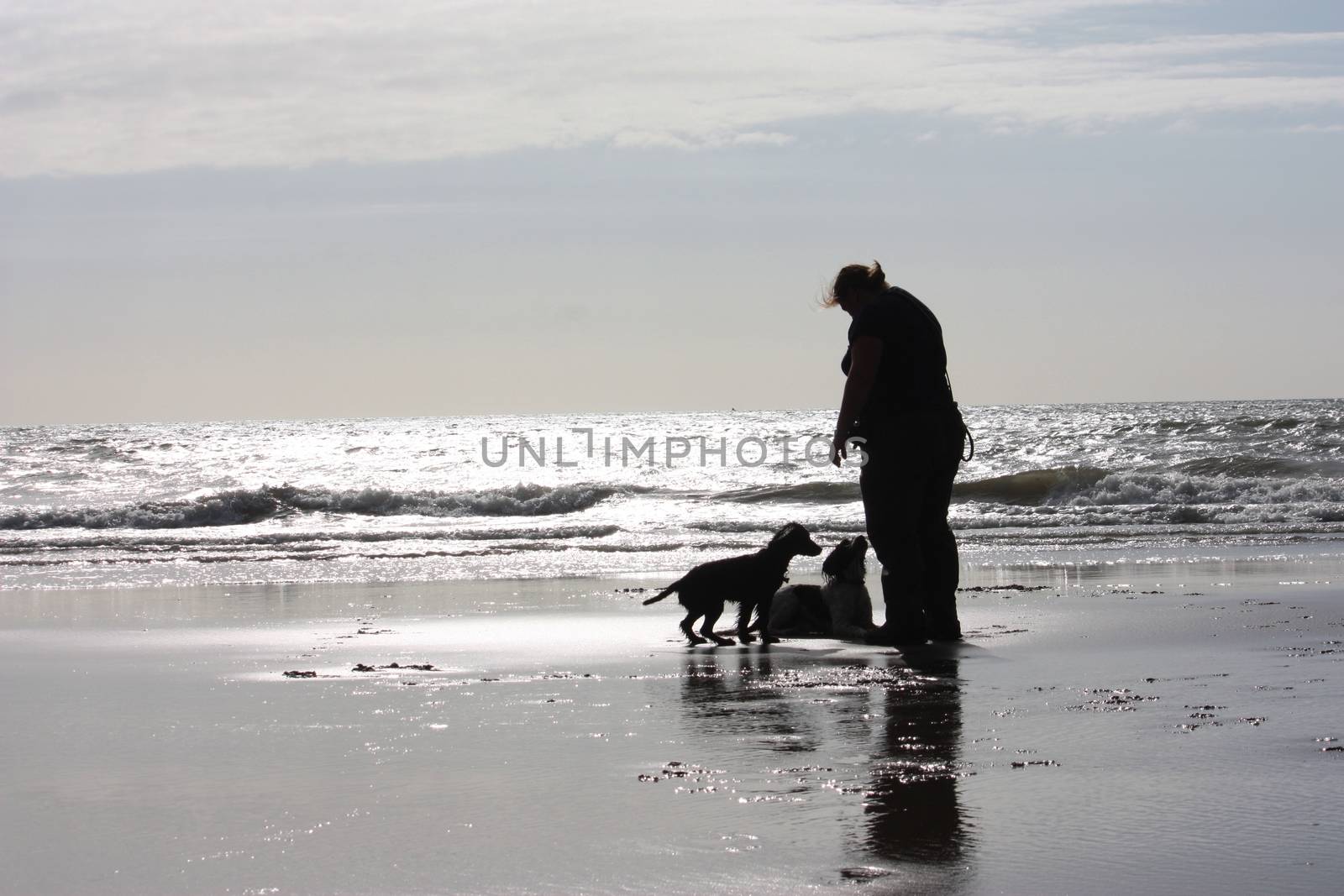 a person with two dogs on a glimmering sandy beach in sunshine