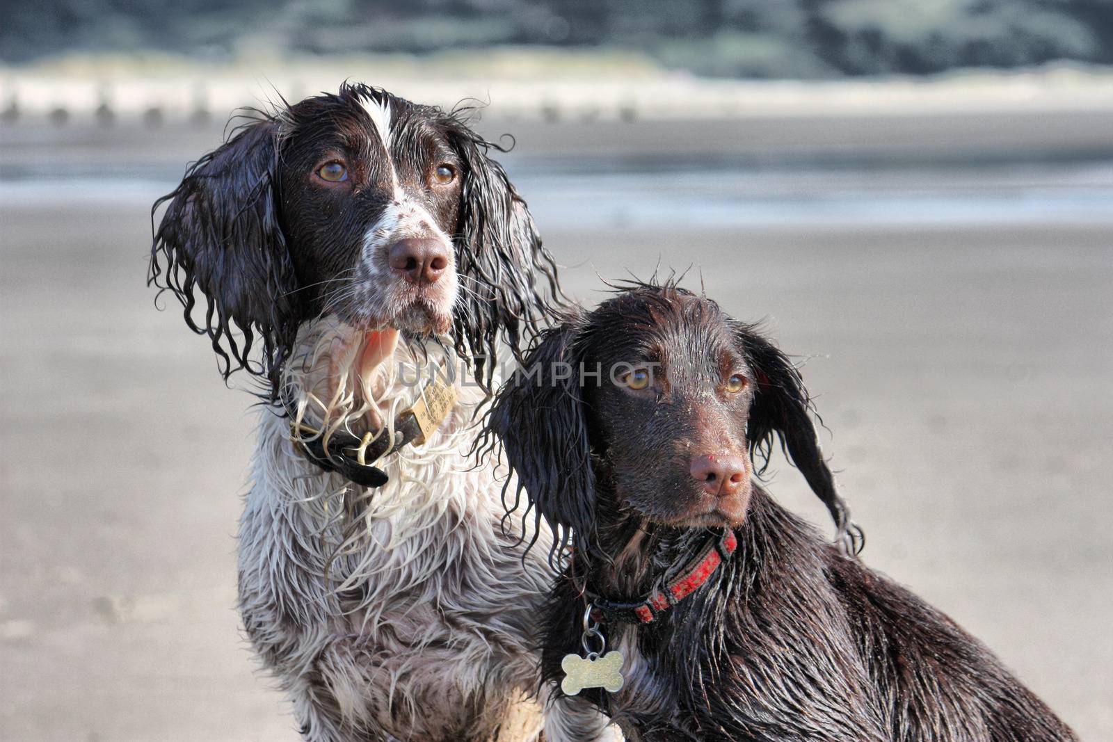 a working type english springer and cocker spaniels sat together by chrisga