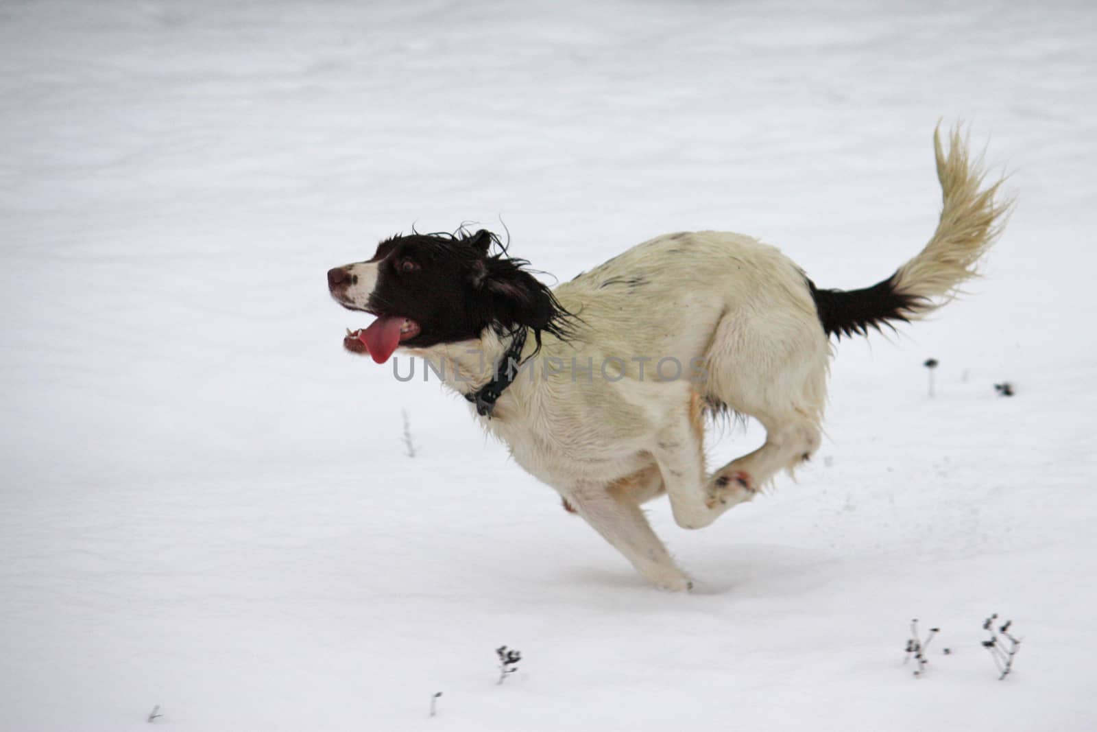 Working springer spaniel pet gundog playing in the snow by chrisga