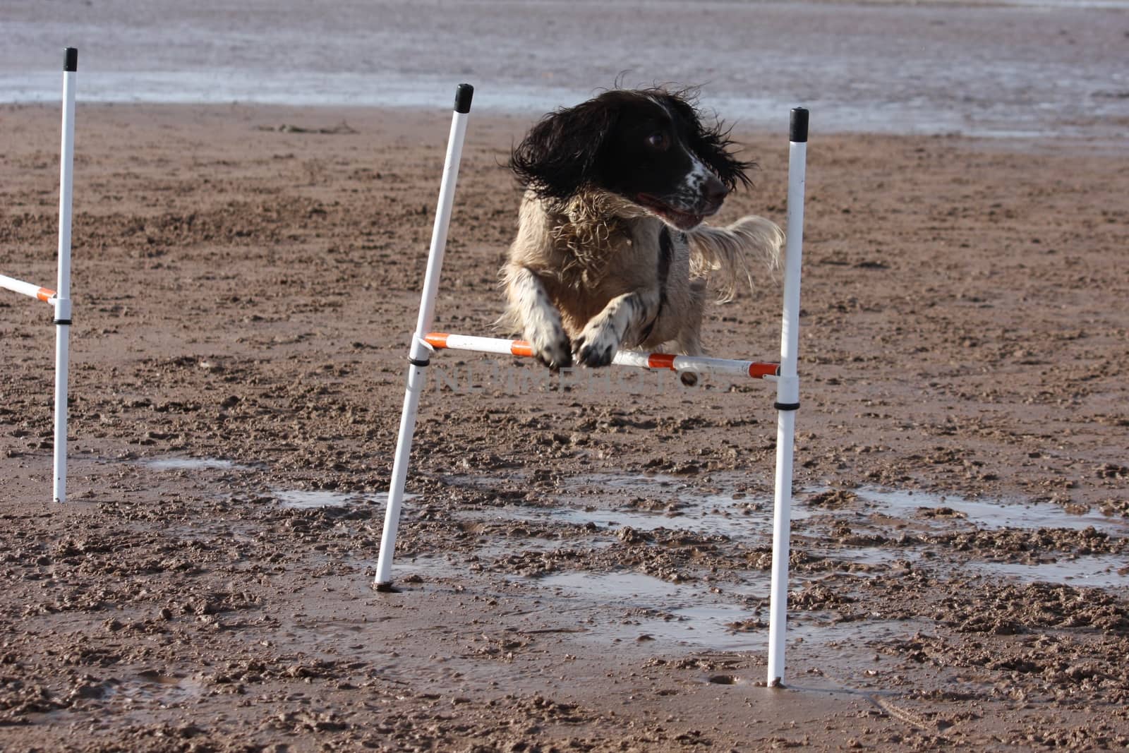 a working type english springer spaniel pet gundog doing agility by chrisga