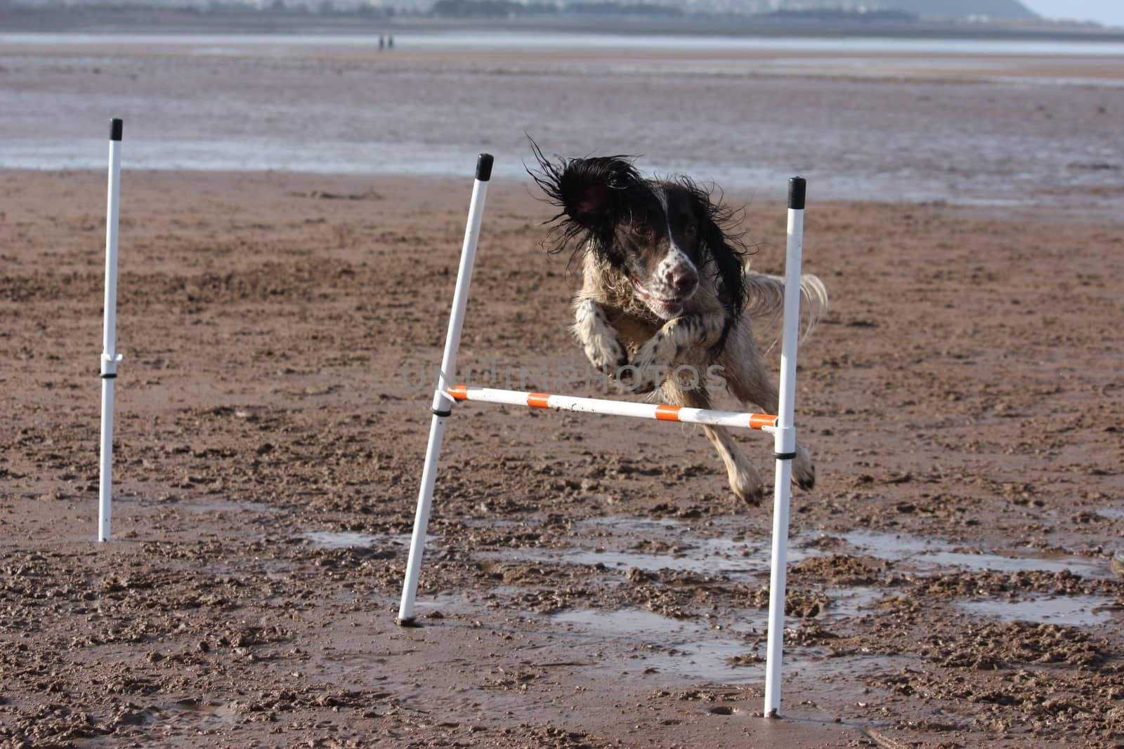 a working type english springer spaniel pet gundog doing agility by chrisga