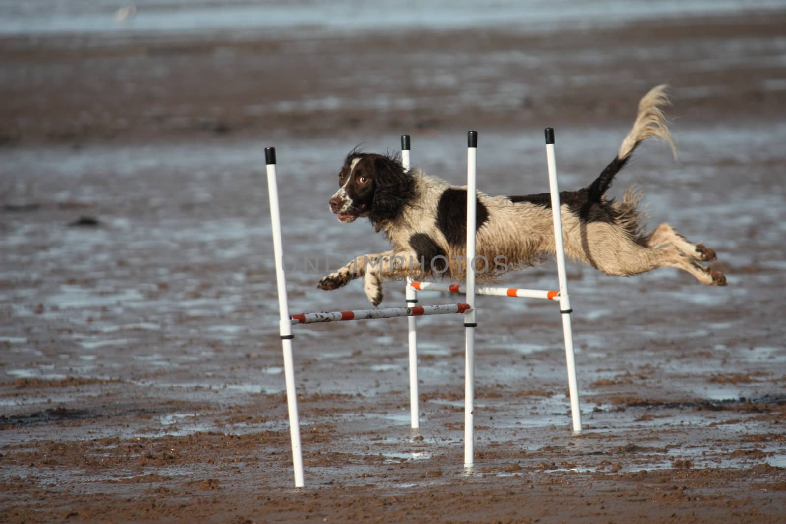 a working type english springer spaniel pet gundog doing agility by chrisga