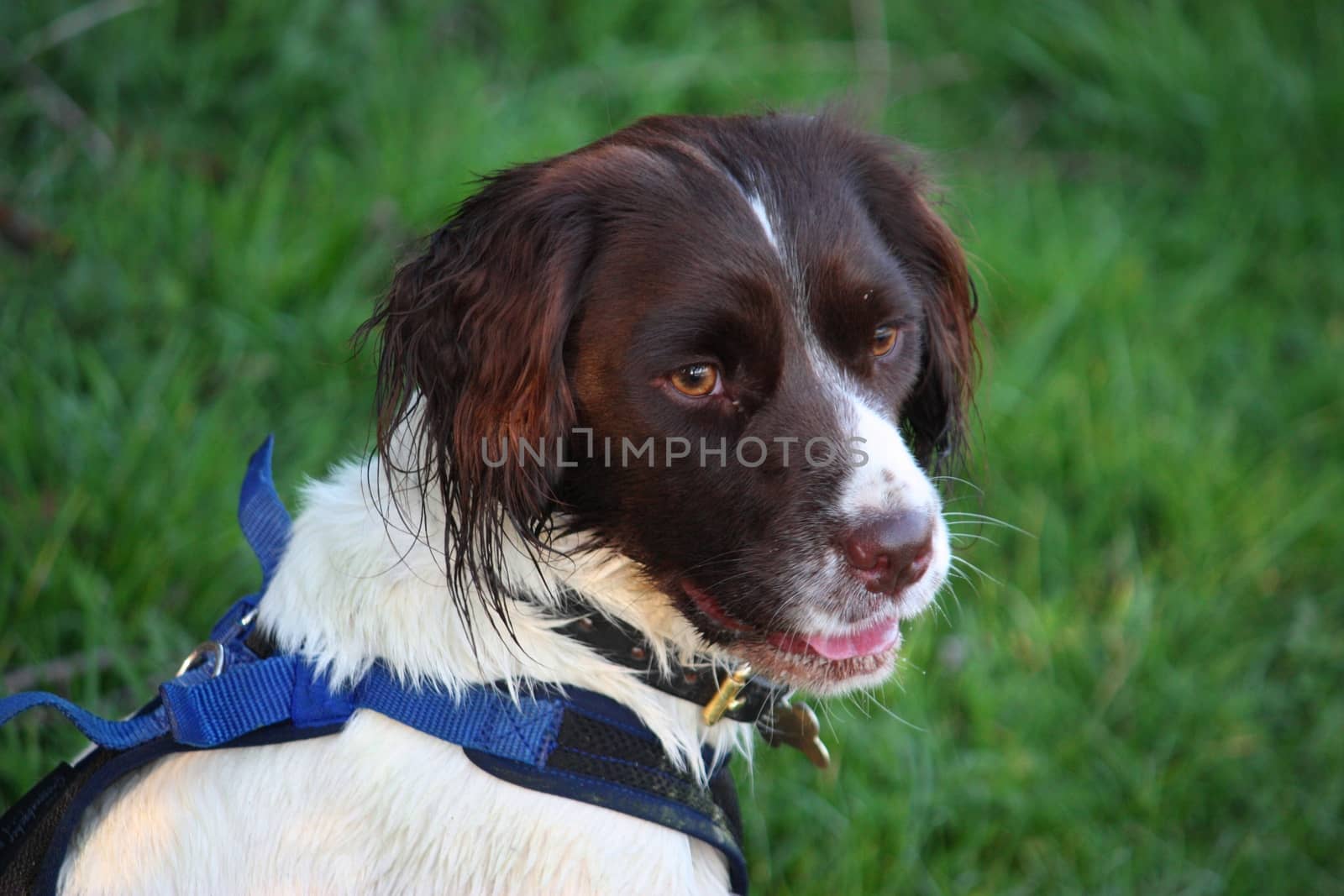 a very cute liver and white working type english springer spanie by chrisga