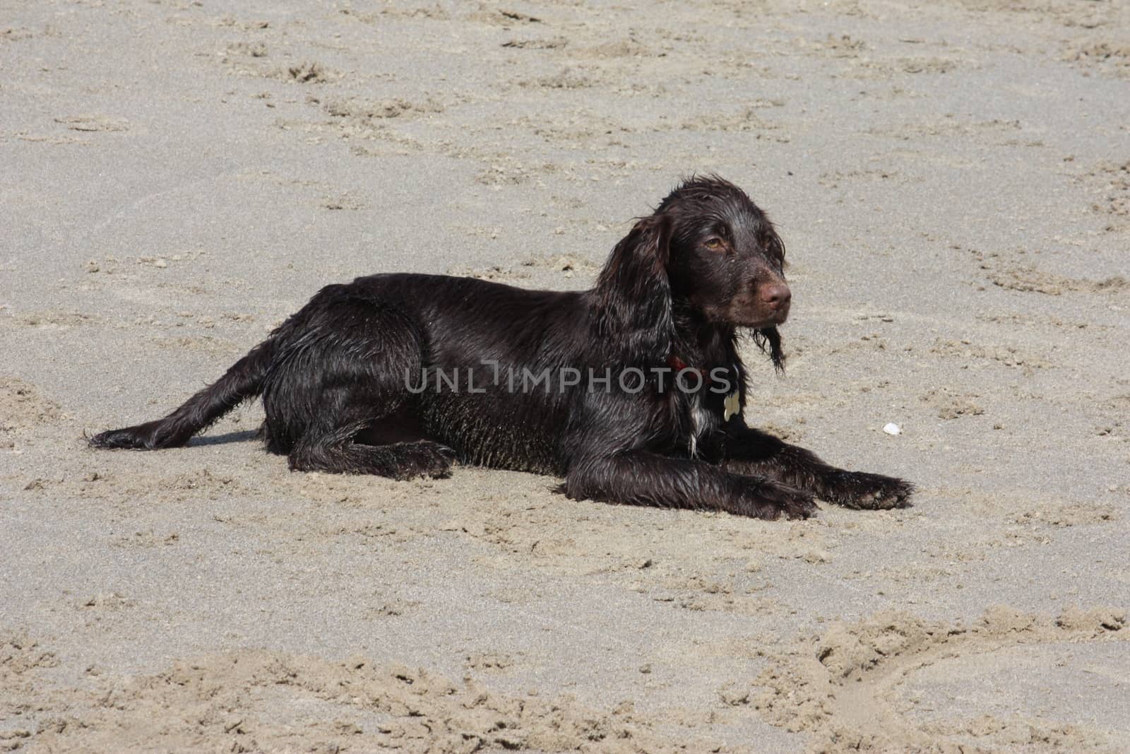 a brown working type cocker spaniel puppy lying on a sandy beach by chrisga