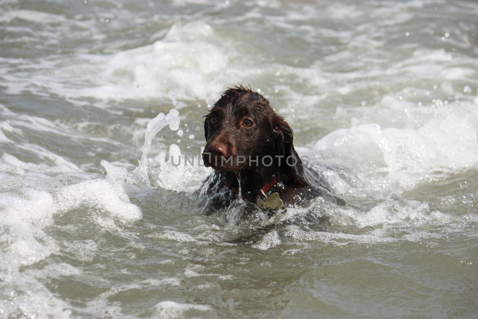 a wet young brown working type cocker spaniel puppy leaping into by chrisga