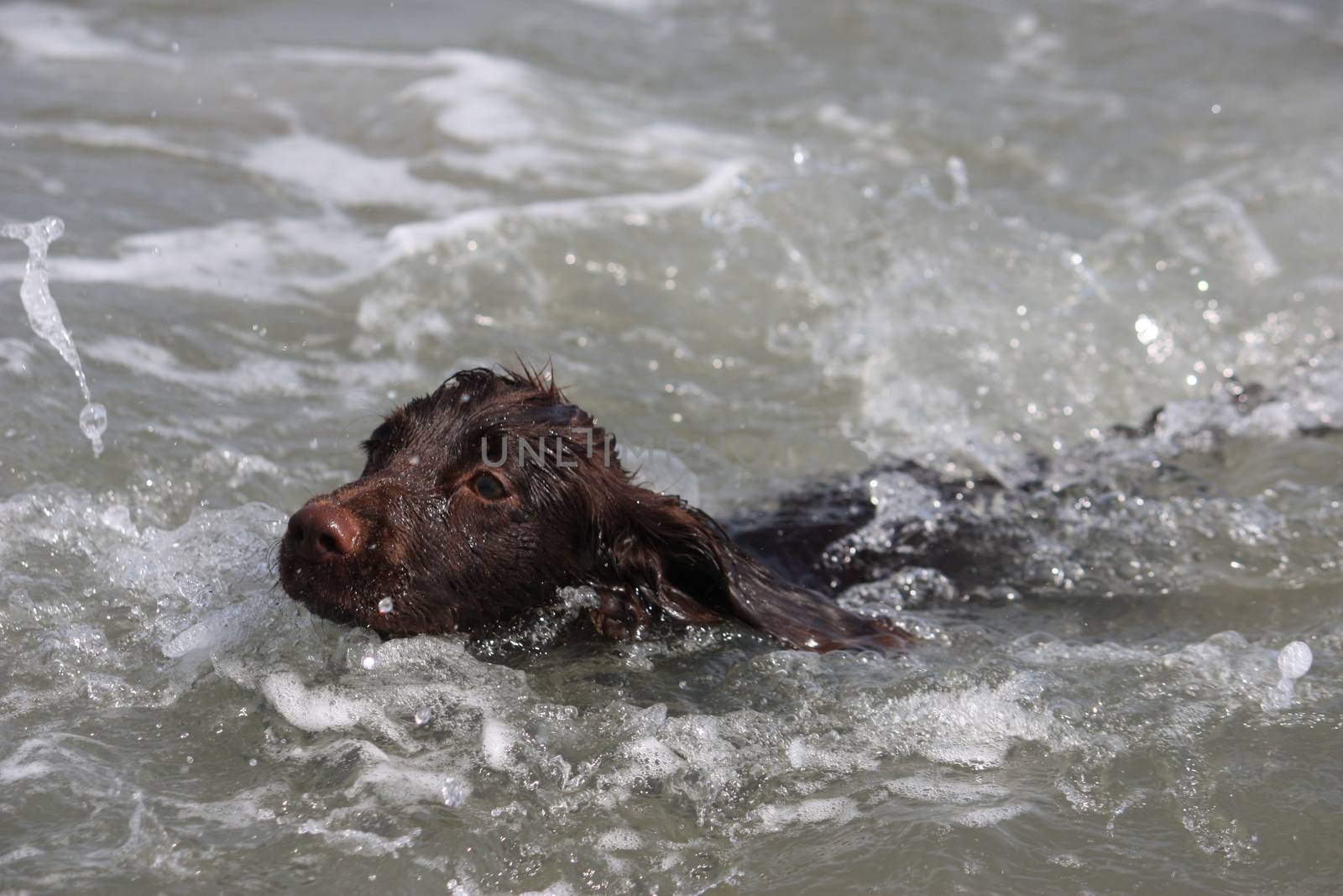 a wet young brown working type cocker spaniel puppy leaping into by chrisga