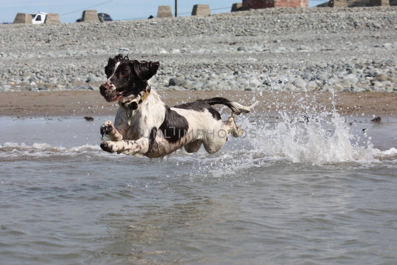 liver and white working type english springer spaniel pet gundog by chrisga