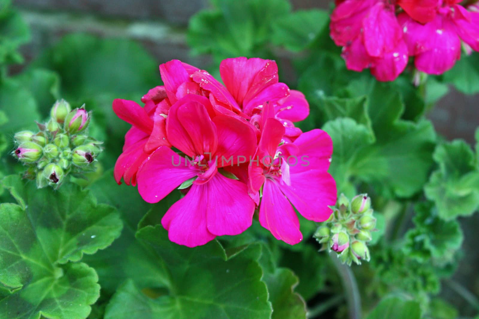 Beautiful pink flower