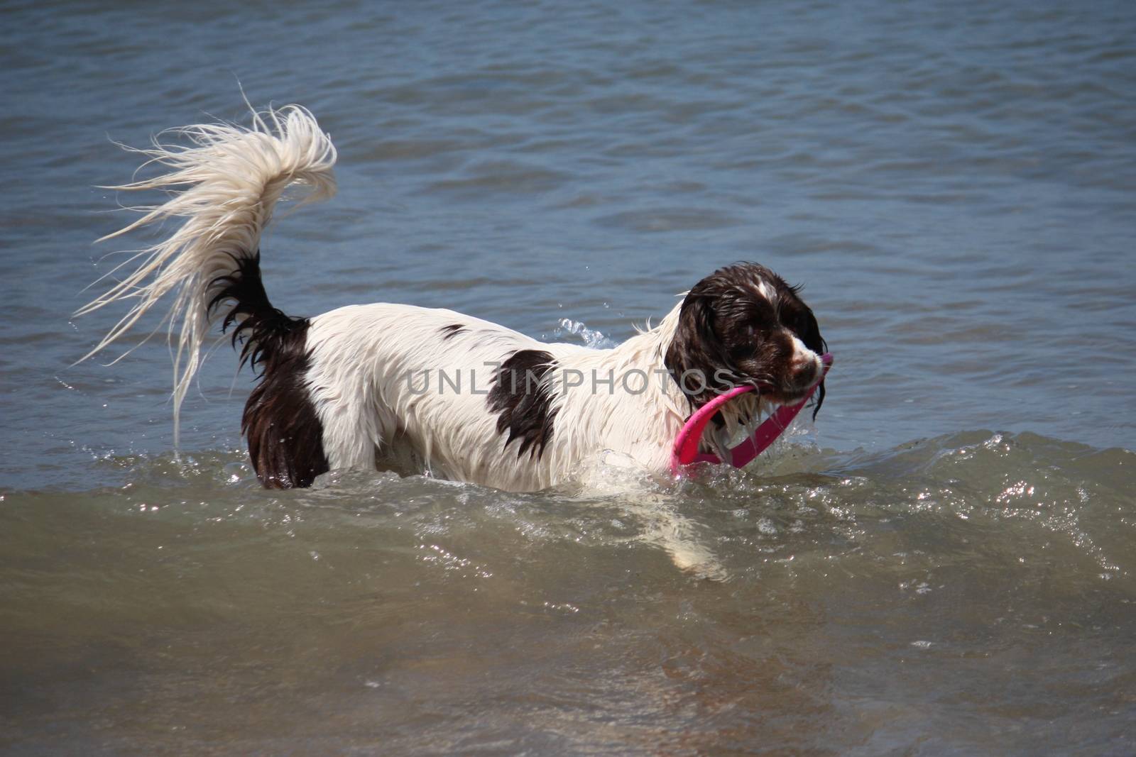 cute working type english springer spaniel playing in the sea by chrisga