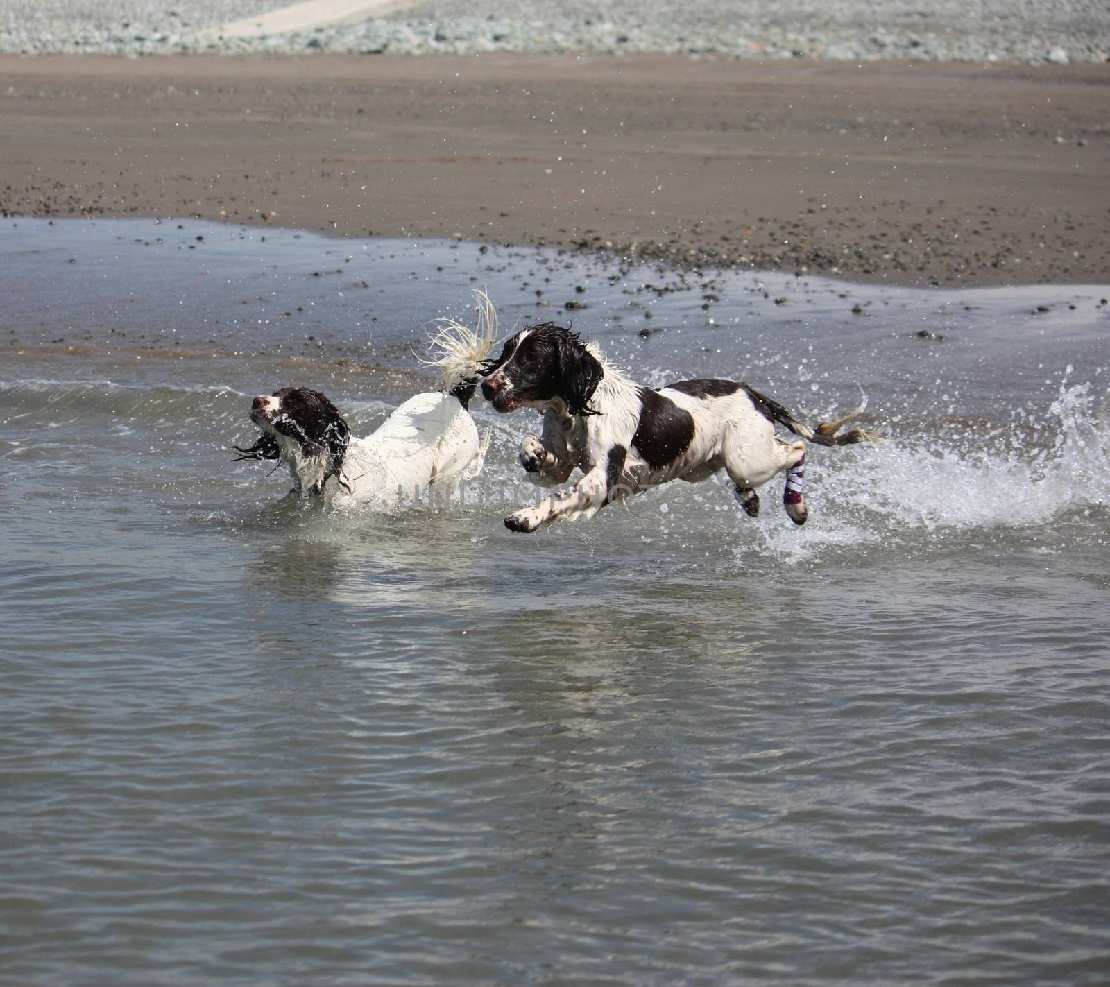 working type engish springer spaniel pet gundog jumping on a sandy beach