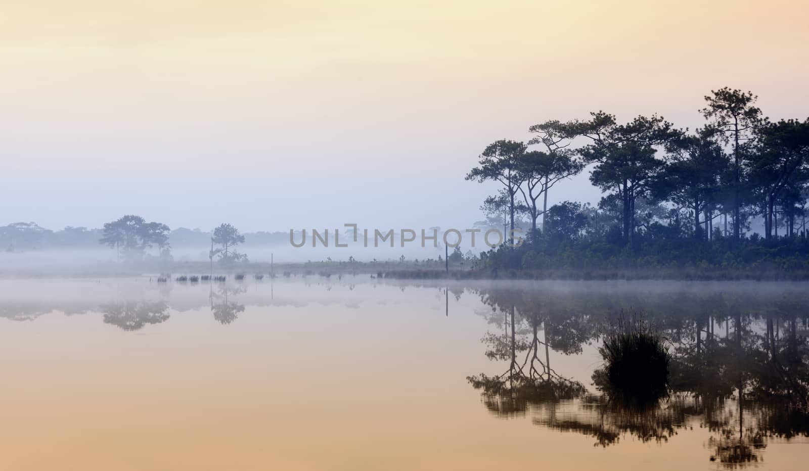 Beautiful foggy sunrise on a lake in rain forest. by ngungfoto