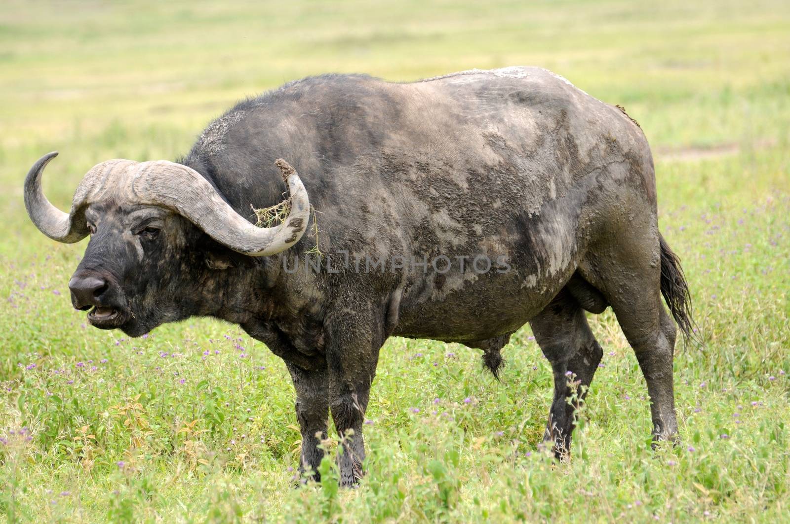 A big big buffalo of the Tanzania's national park