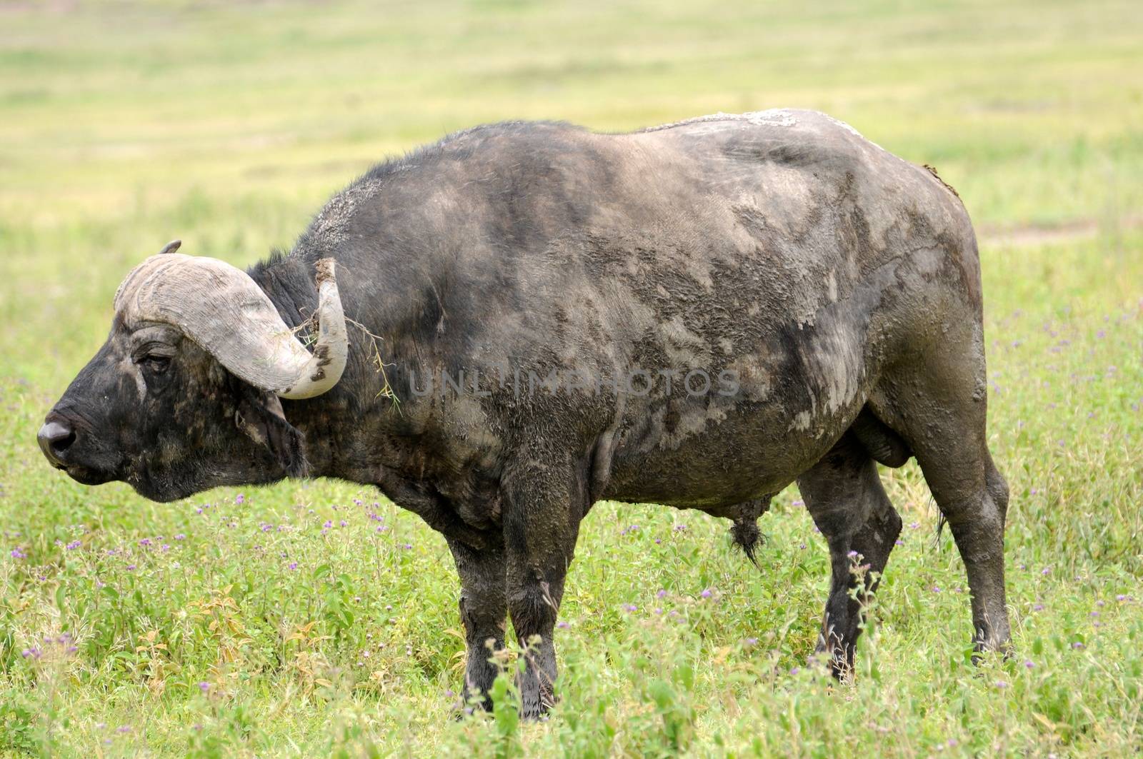 buffalo of tanzania national park by moizhusein