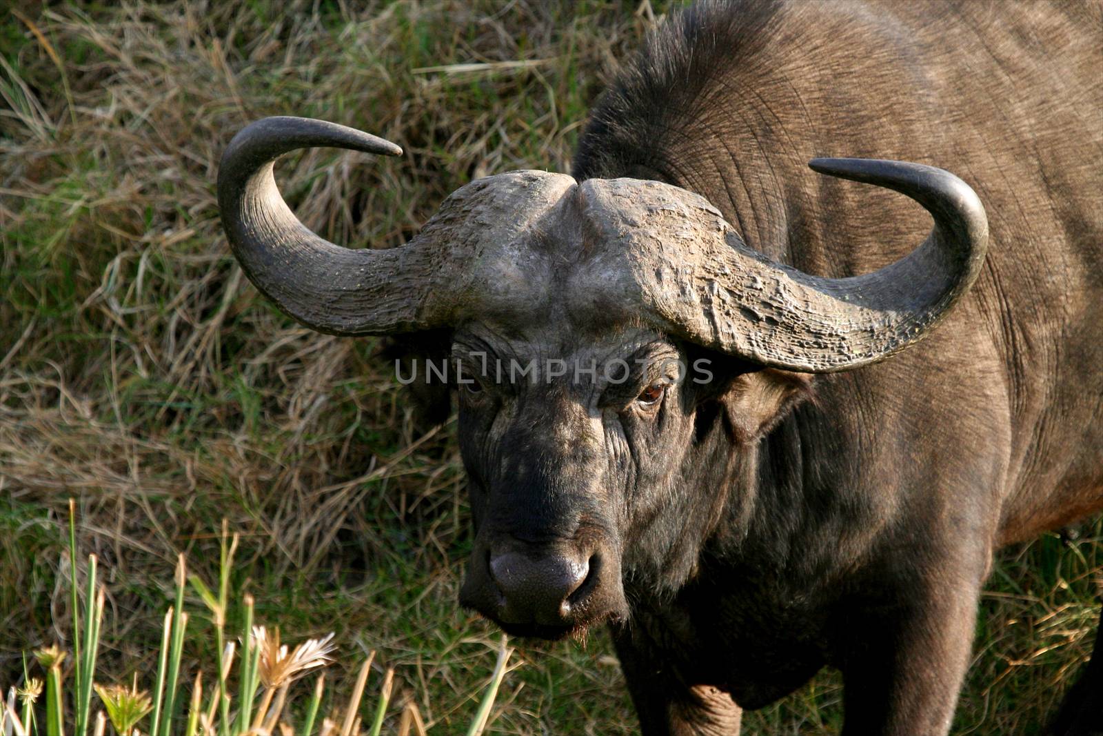 A big big buffalo of the Tanzania's national park