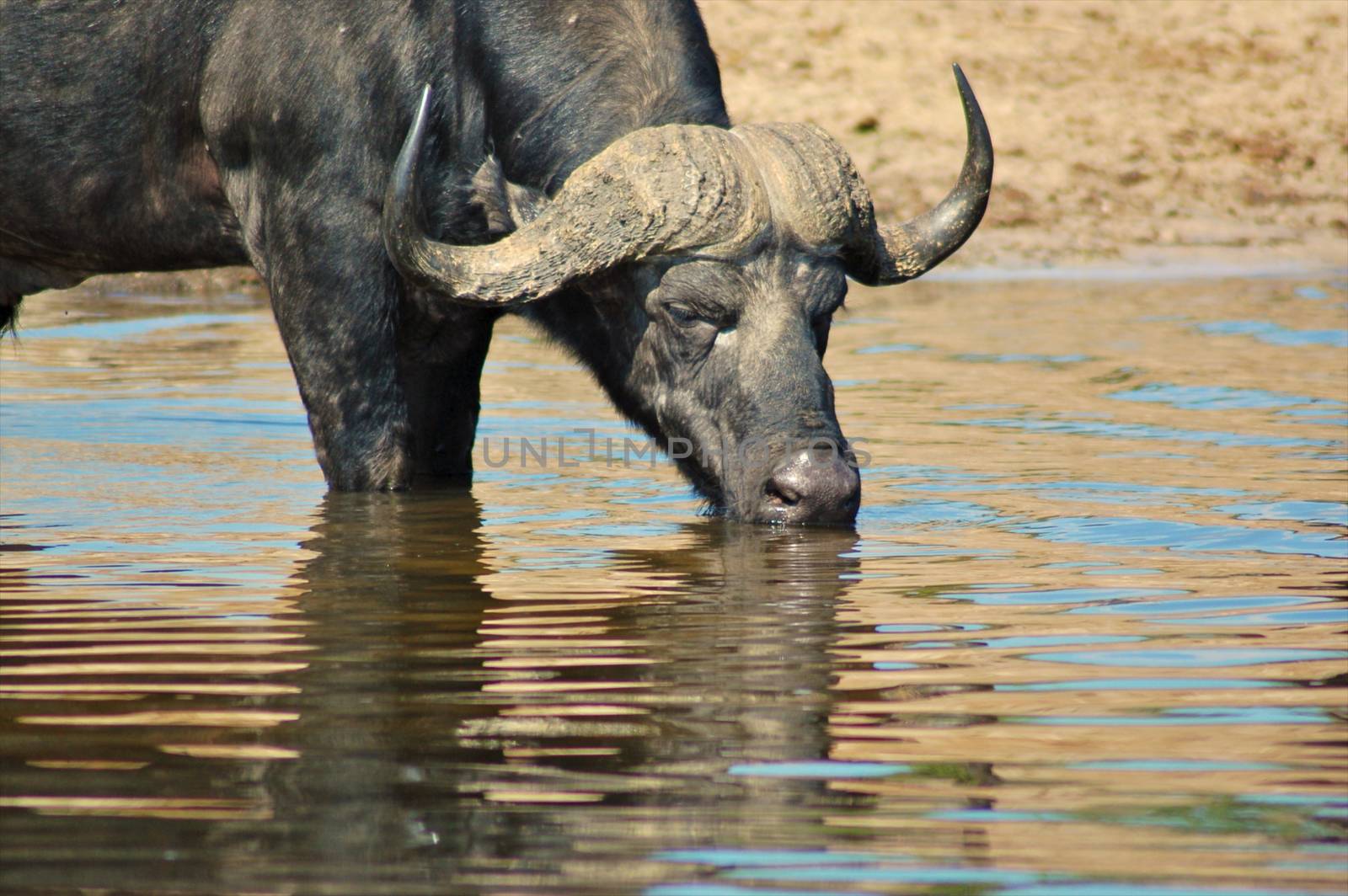 A big big buffalo of the Tanzania's national park