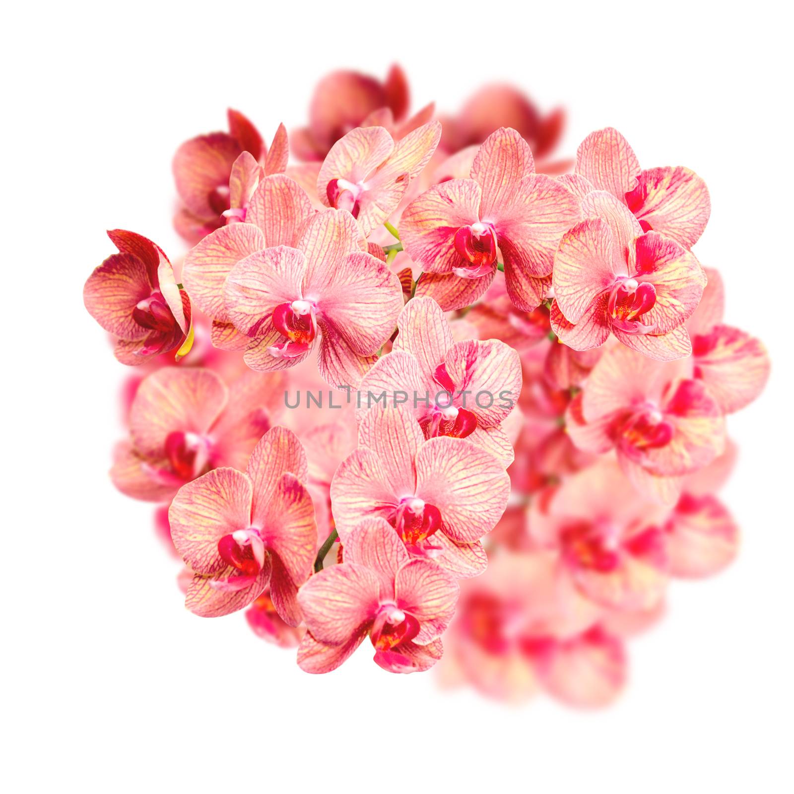 Big beautiful bunch of elegant orchid flowers isolated on white