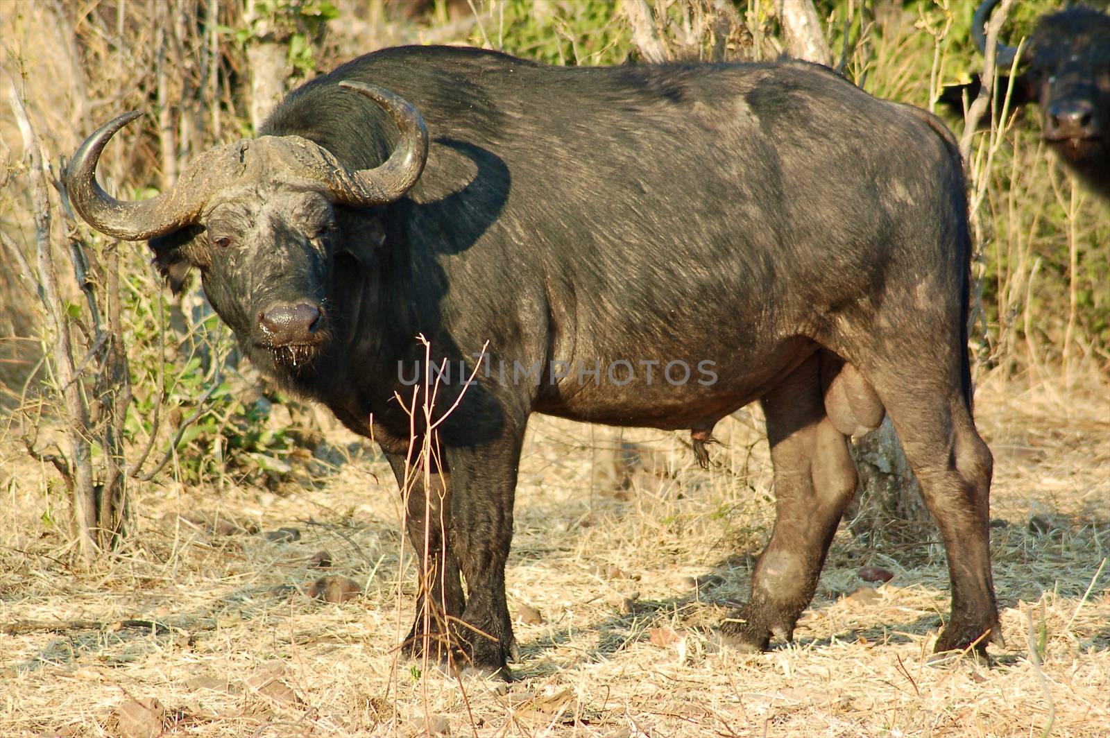 A big big buffalo of the Tanzania's national park