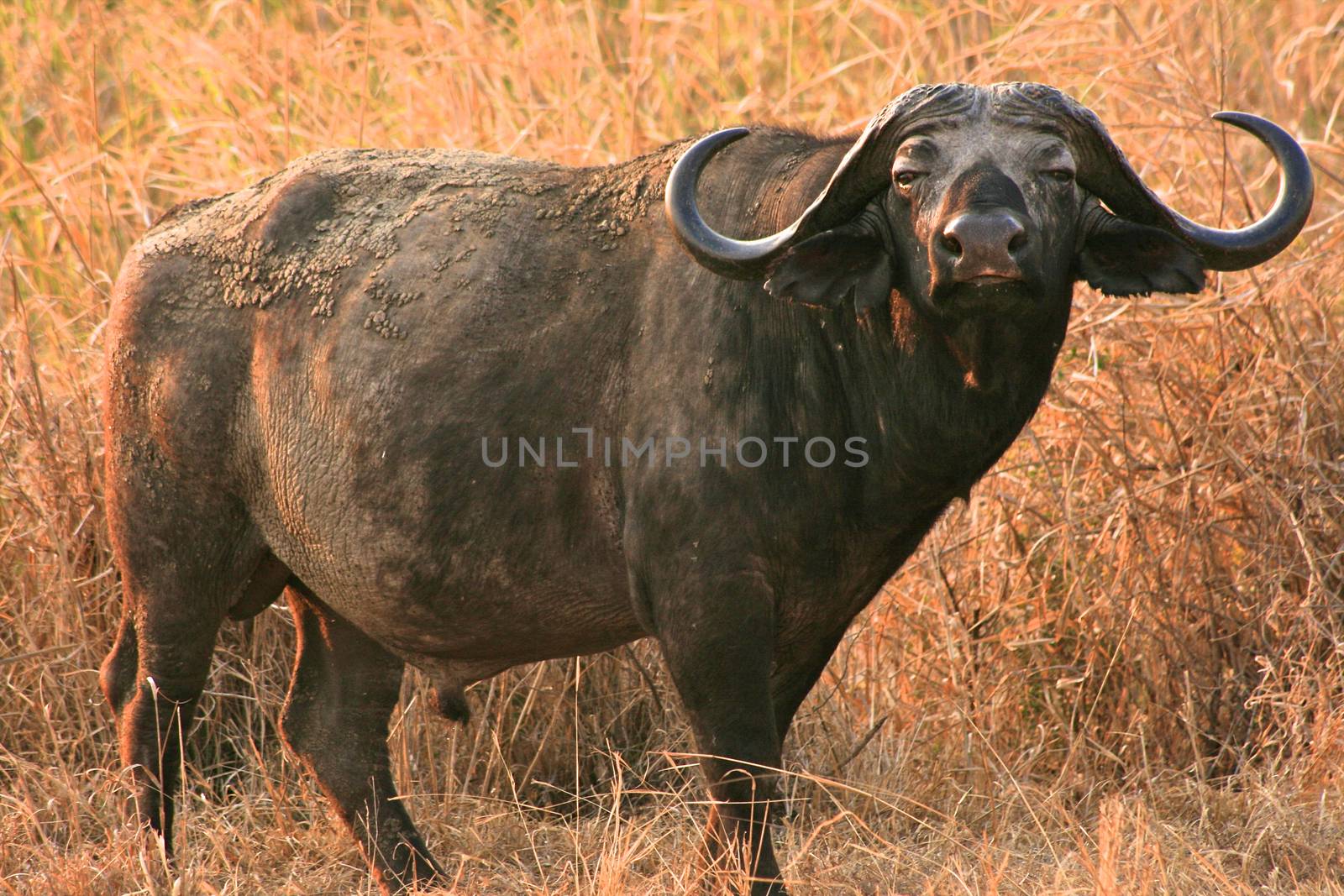 buffalo of tanzania national park by moizhusein