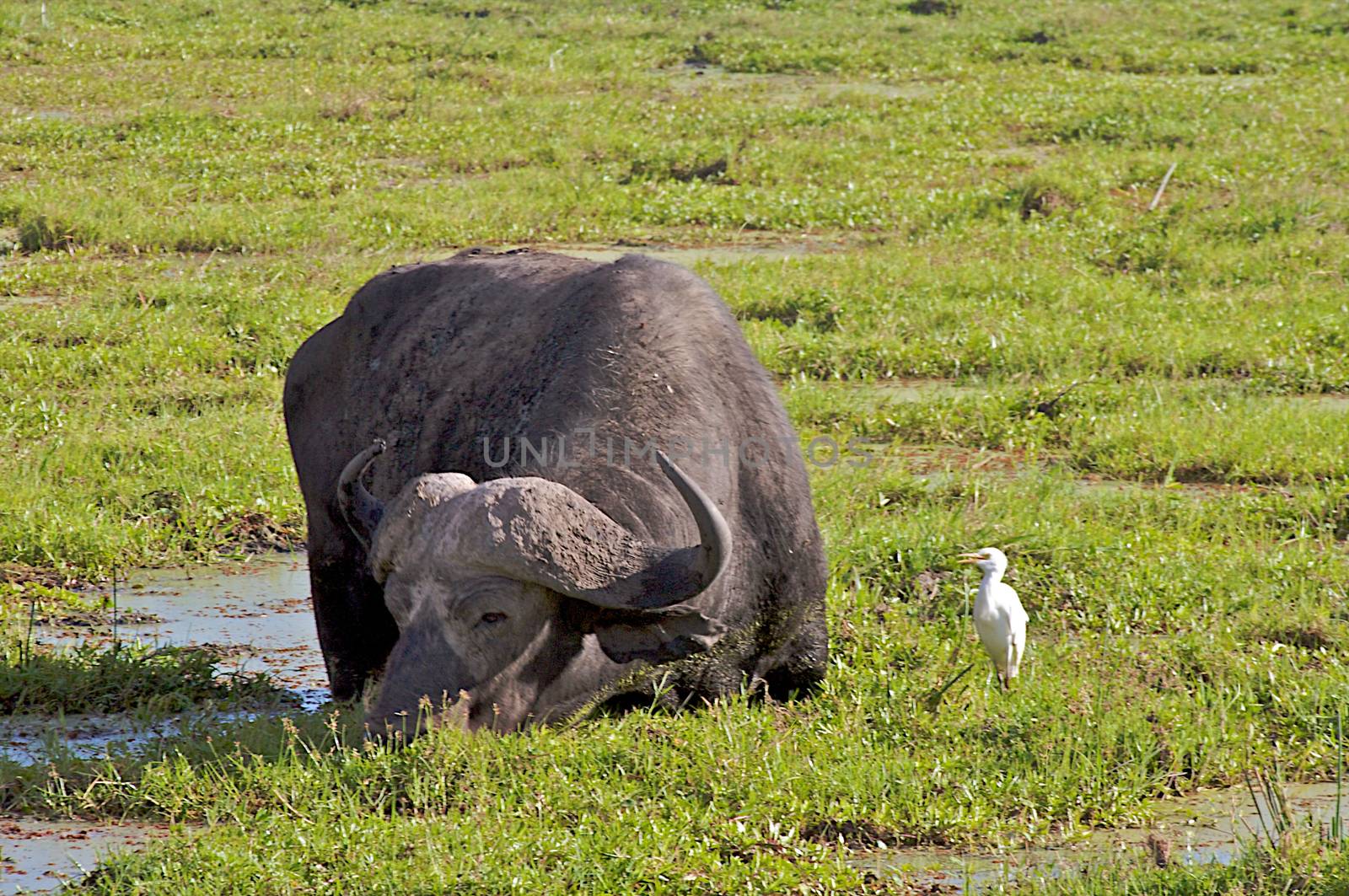 A big big buffalo of the Tanzania's national park