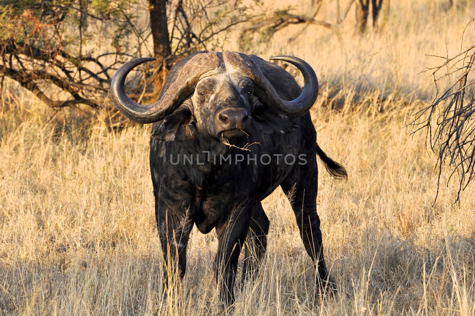 A big big buffalo of the Tanzania's national park