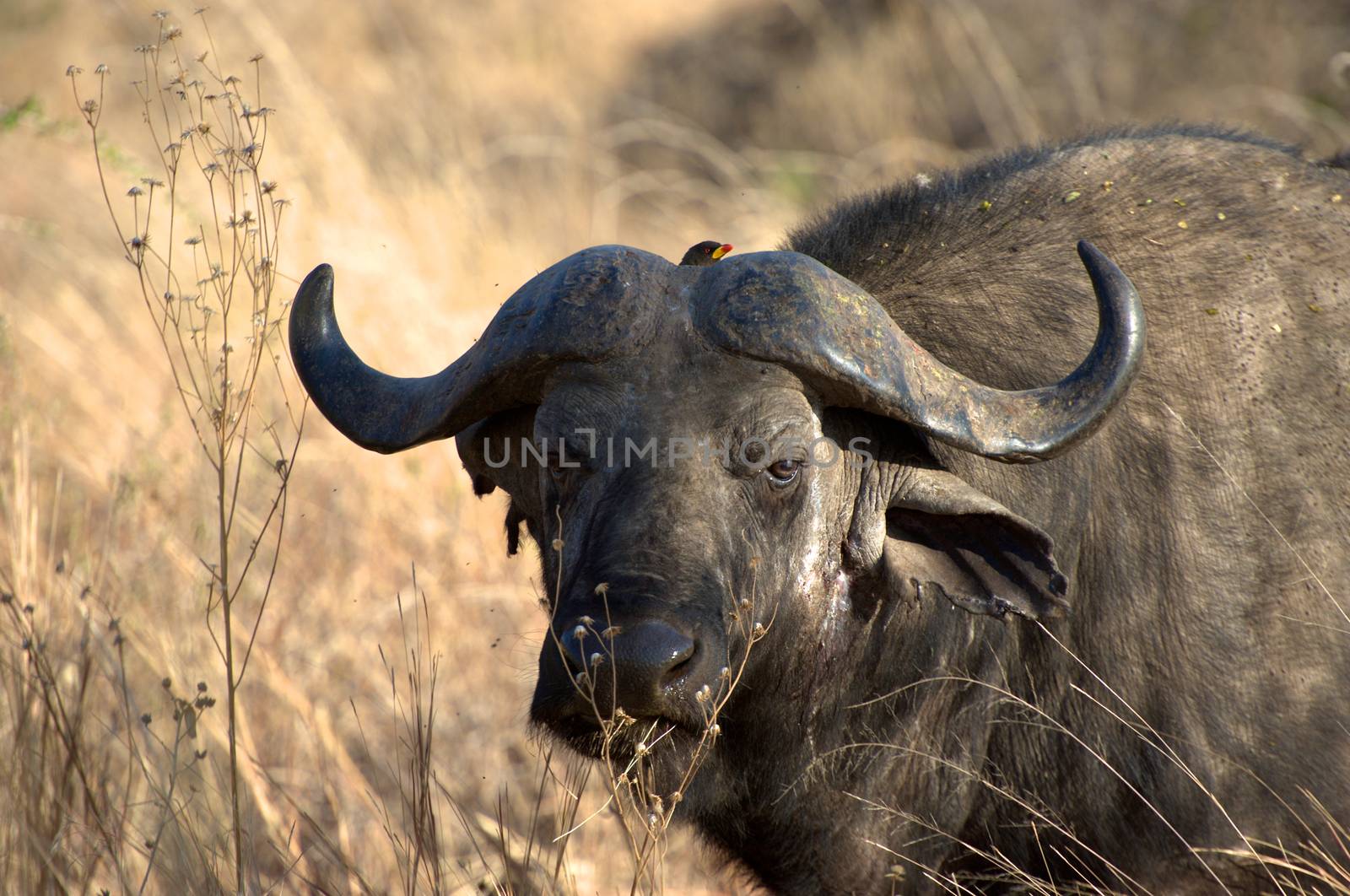 A big big buffalo of the Tanzania's national park