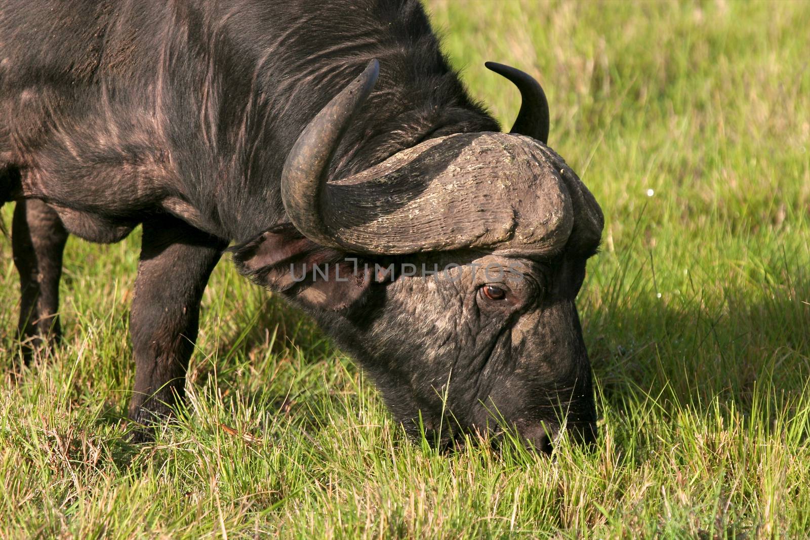 A big big buffalo of the Tanzania's national park