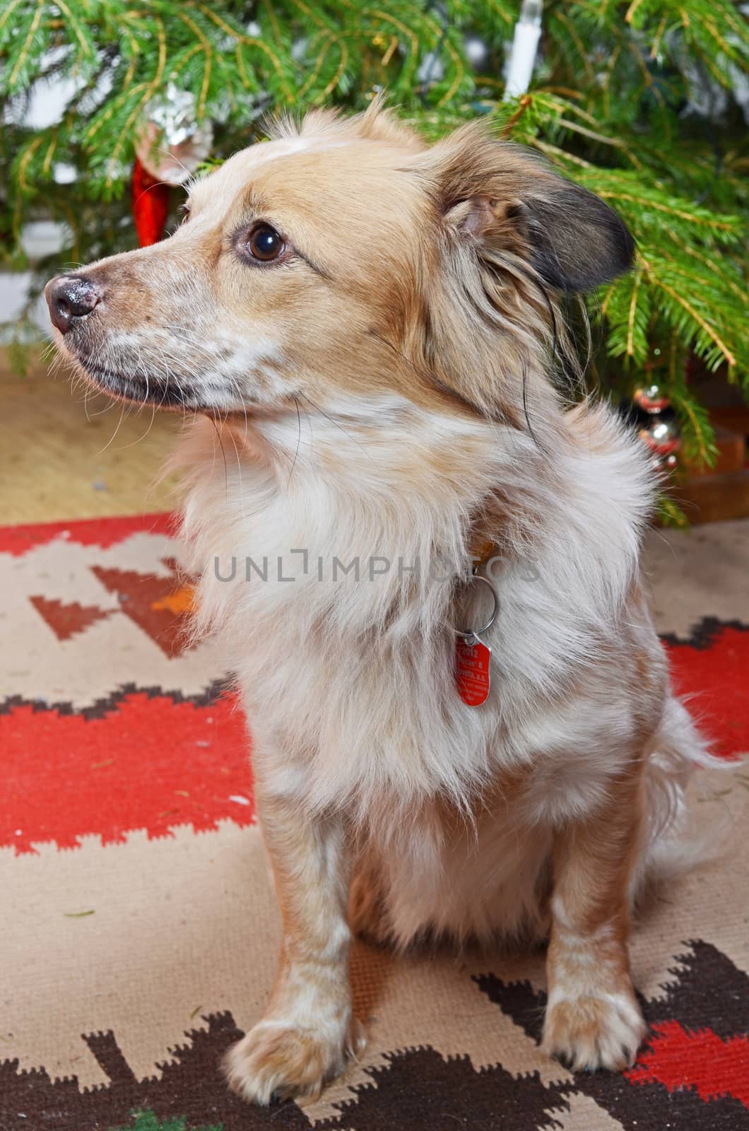 dog and the christmas tree