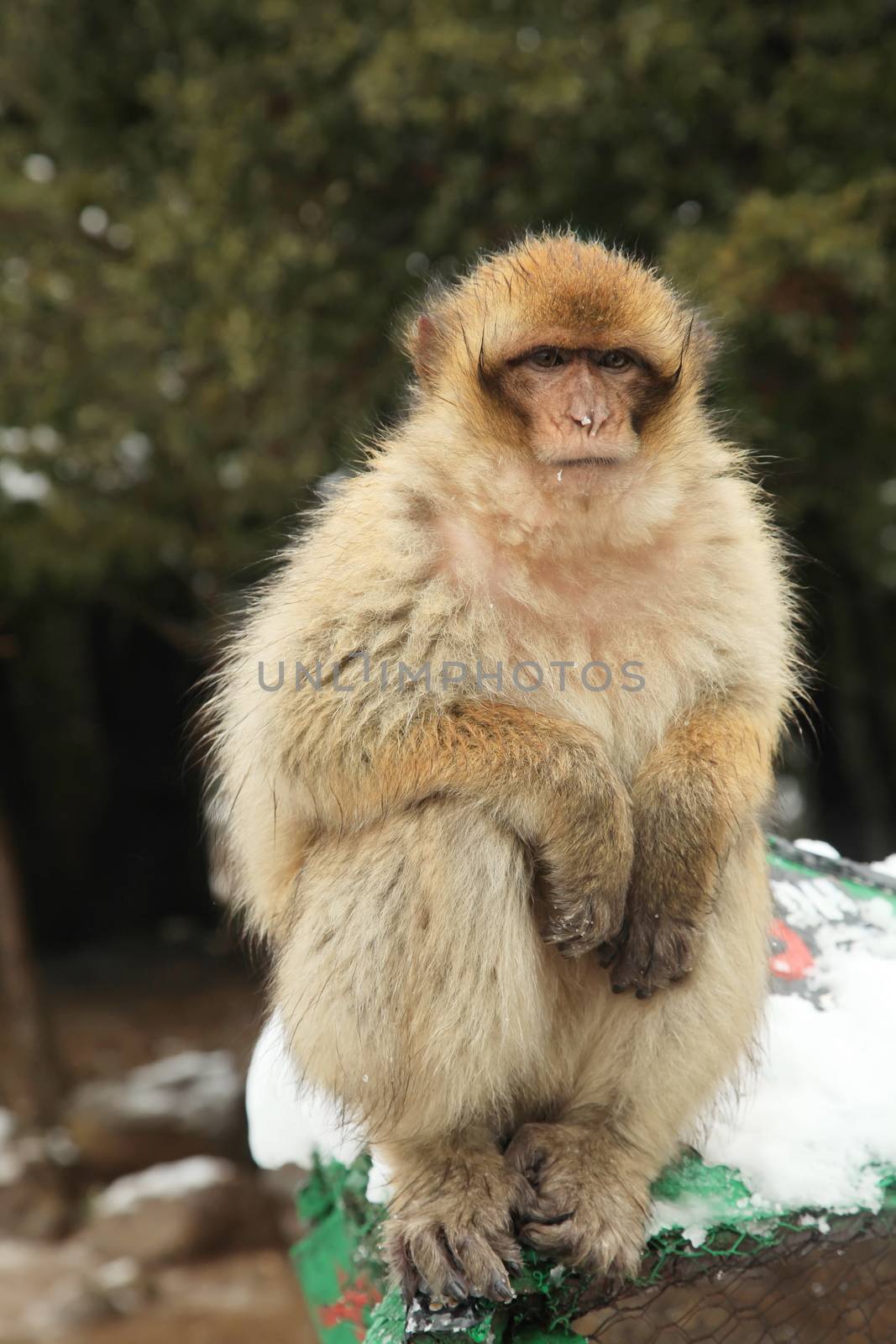 Barbary Ape by kentoh