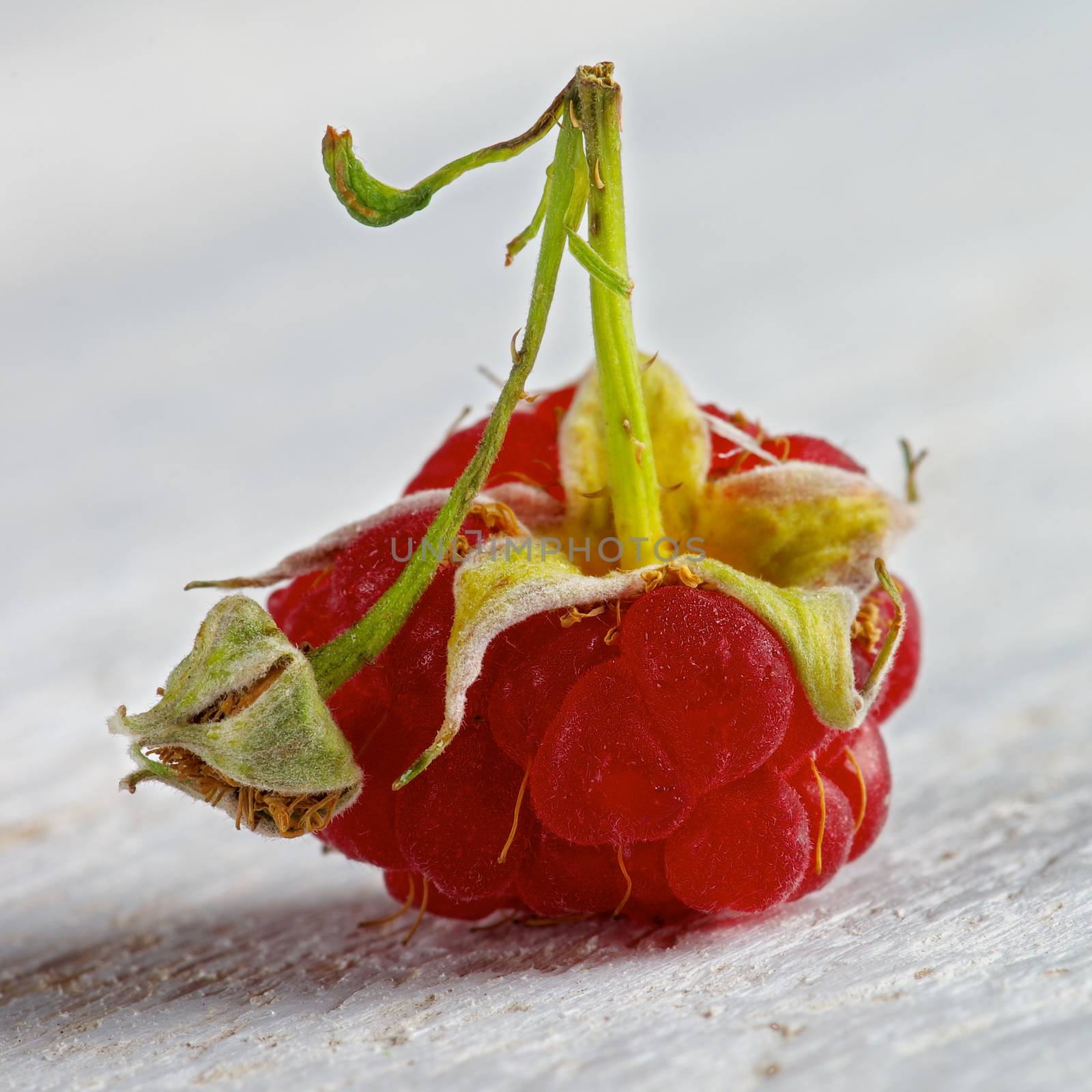 Single Perfect Ripe Forest Raspberry with Stems and Droplets isolated on White Wooden background