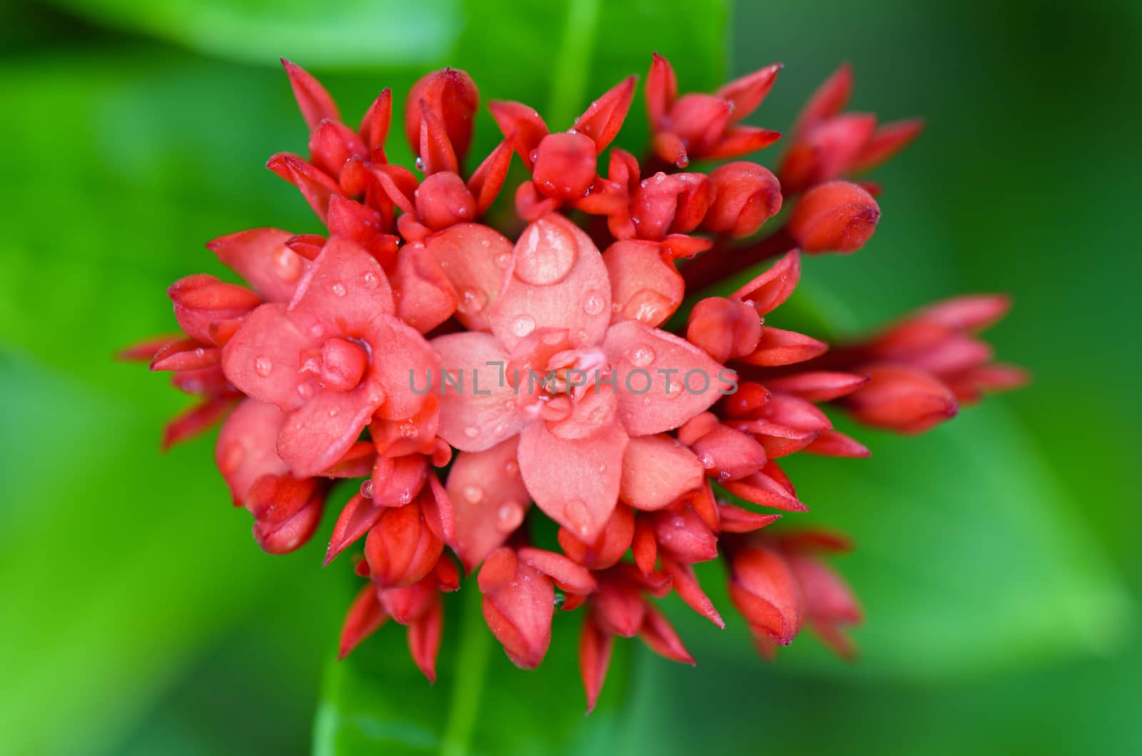 Red flower of Ixora chinensis Lamk ( West Indian Jasmine ) smaller than normal in Thailand
