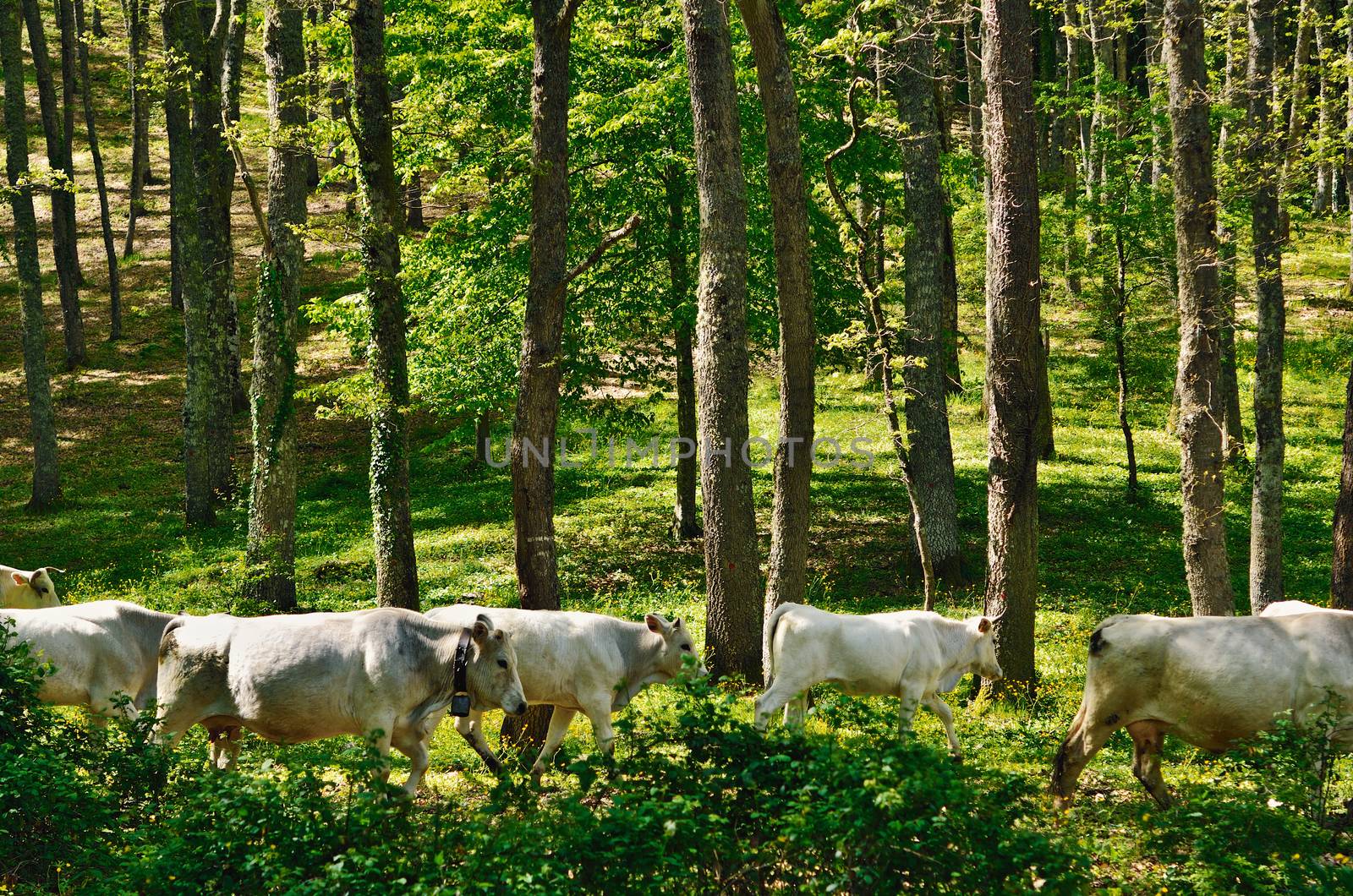 Mountain forest in Italy. Cattle grazing