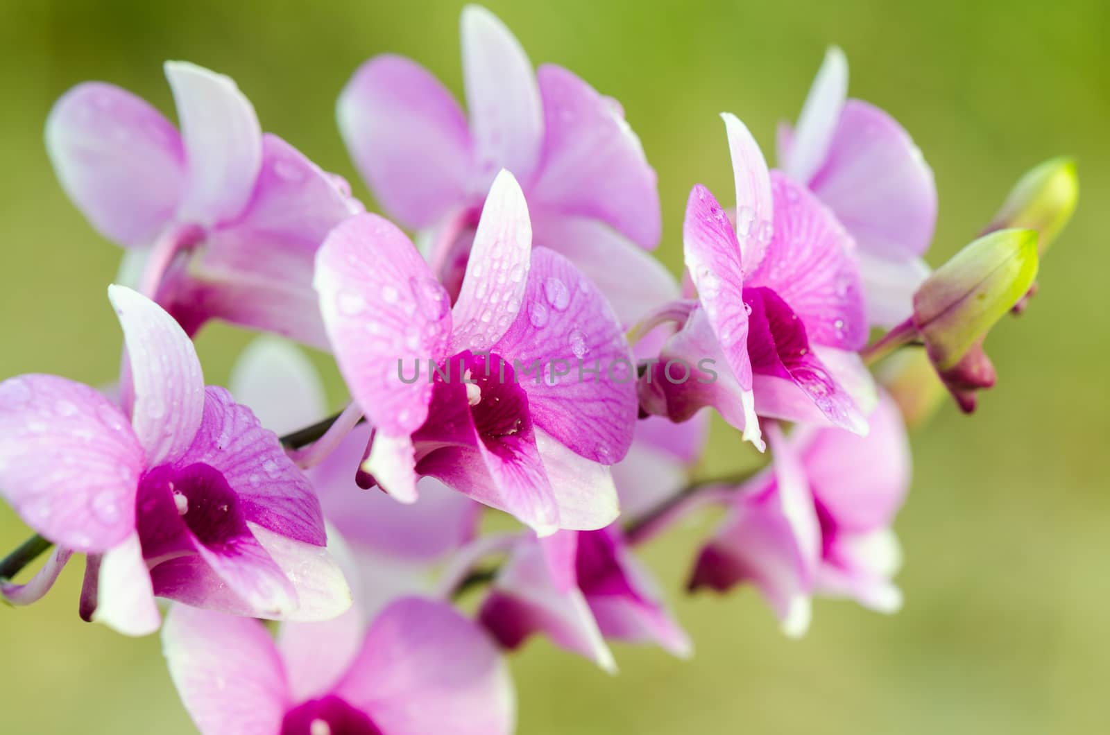Dendrobium orchid hybrids is white and pink stripes in Thailand