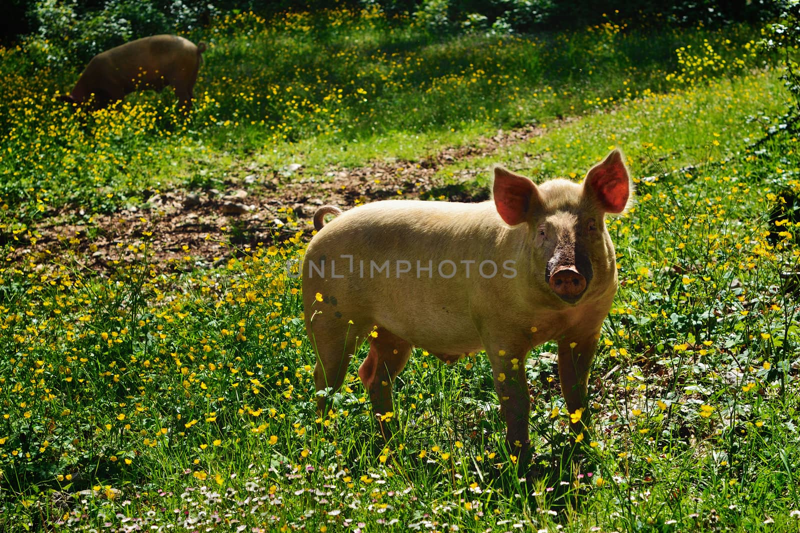 Pig on a green meadow. Mountain forest, Italy