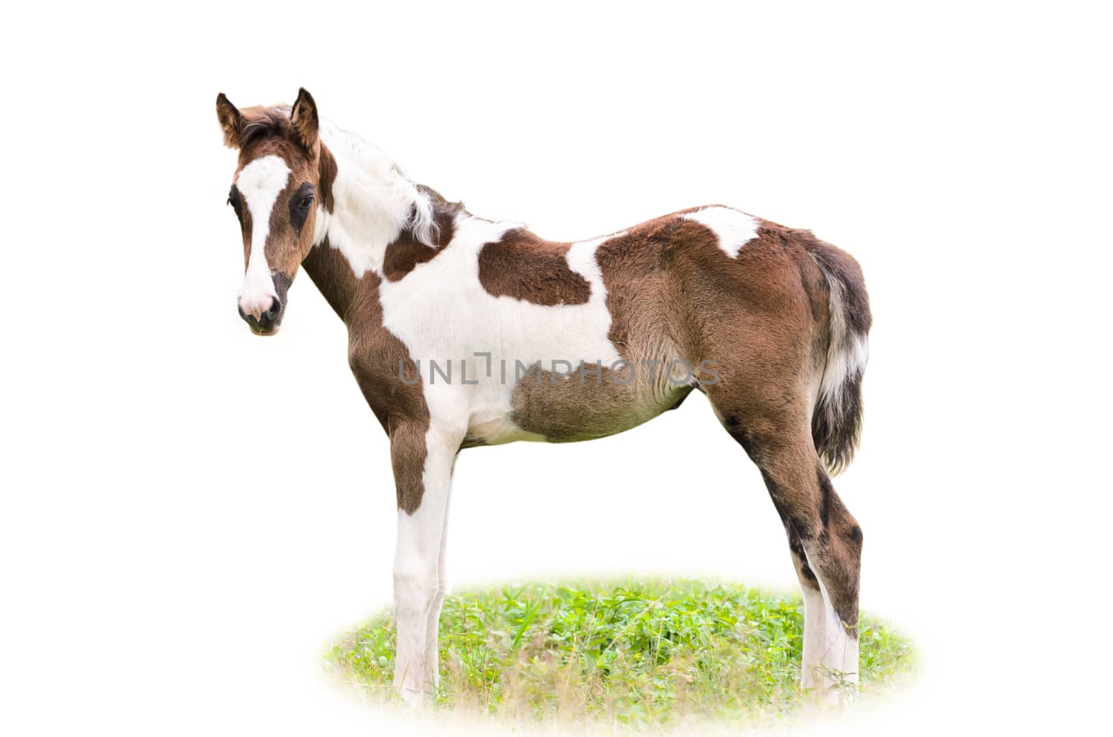 Brown and white foal on a white background