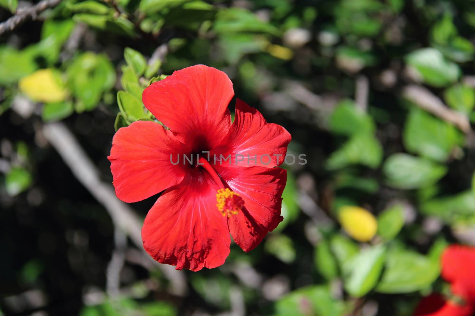 Photo of Spanish Flowers in the Parcs made in the late Summer time in Spain, 2013