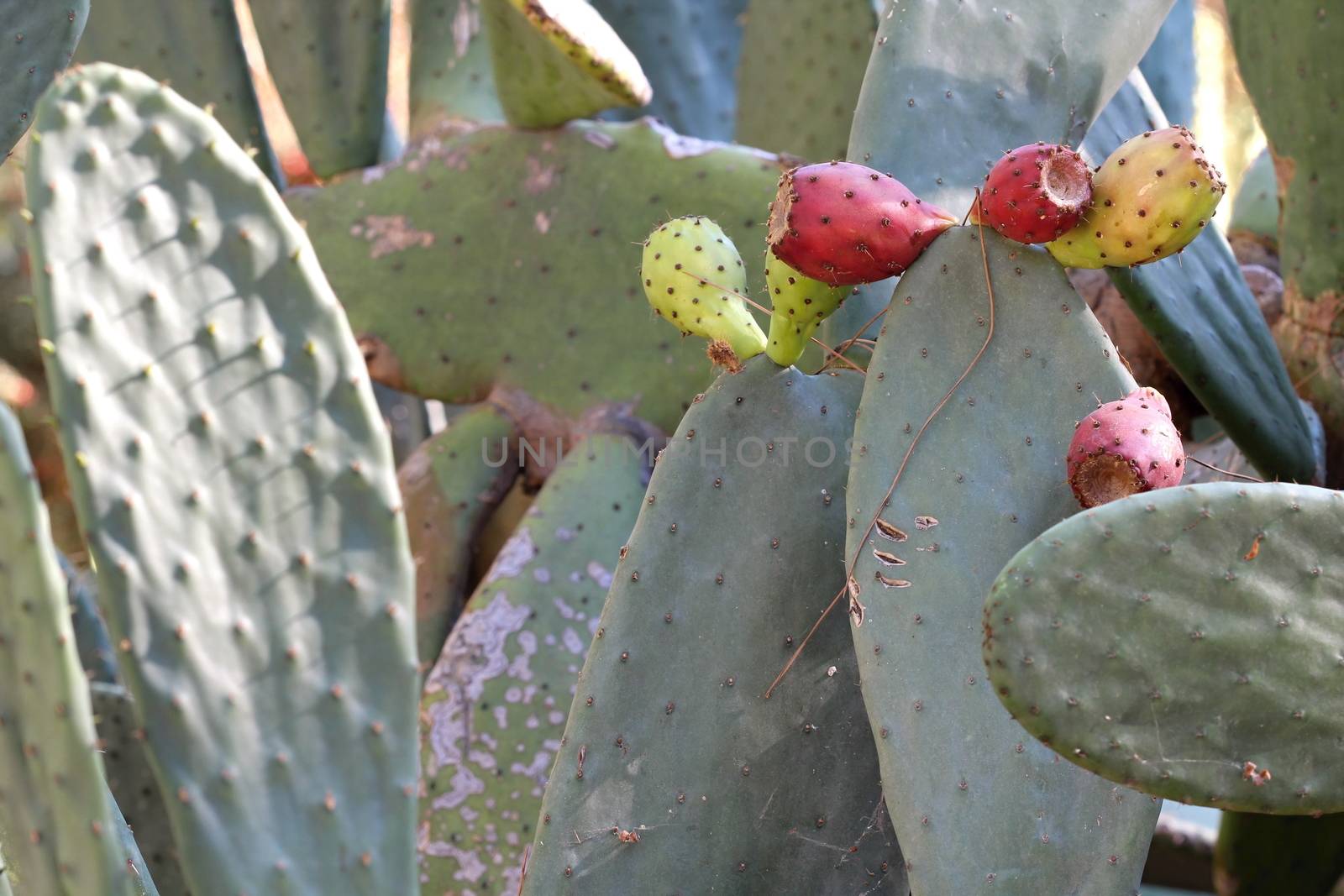 Beautiful Cactus in the Garden by Dermot68