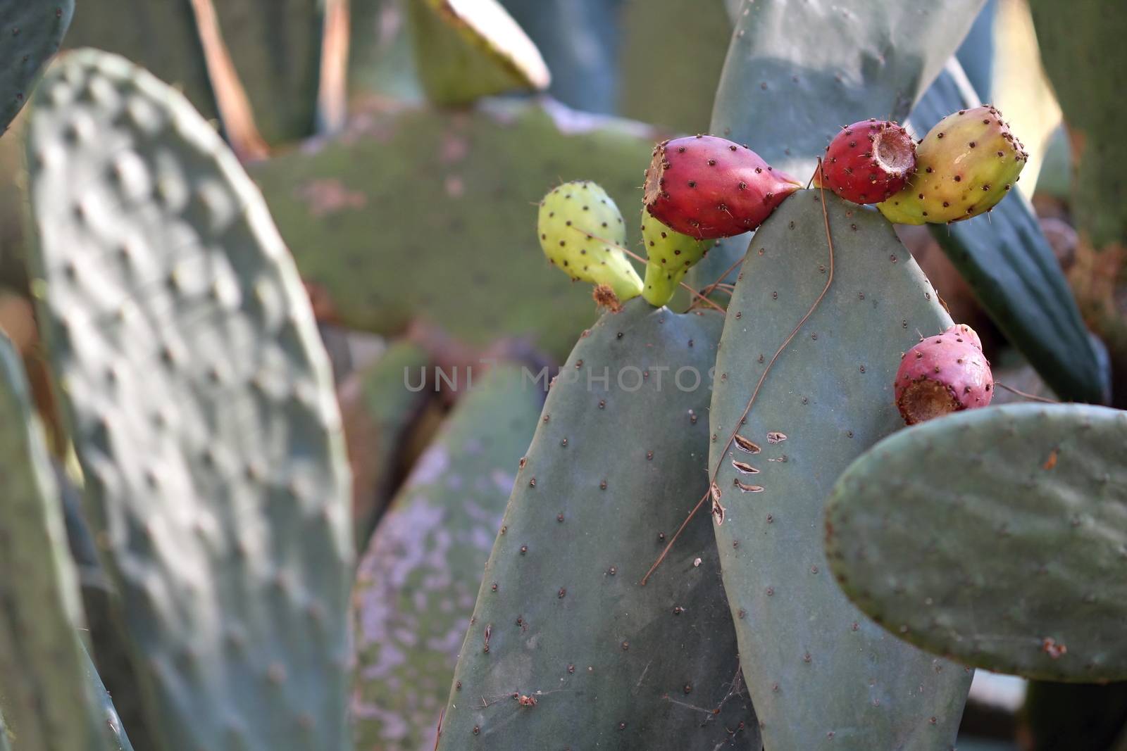 Beautiful Cactus in the Garden by Dermot68