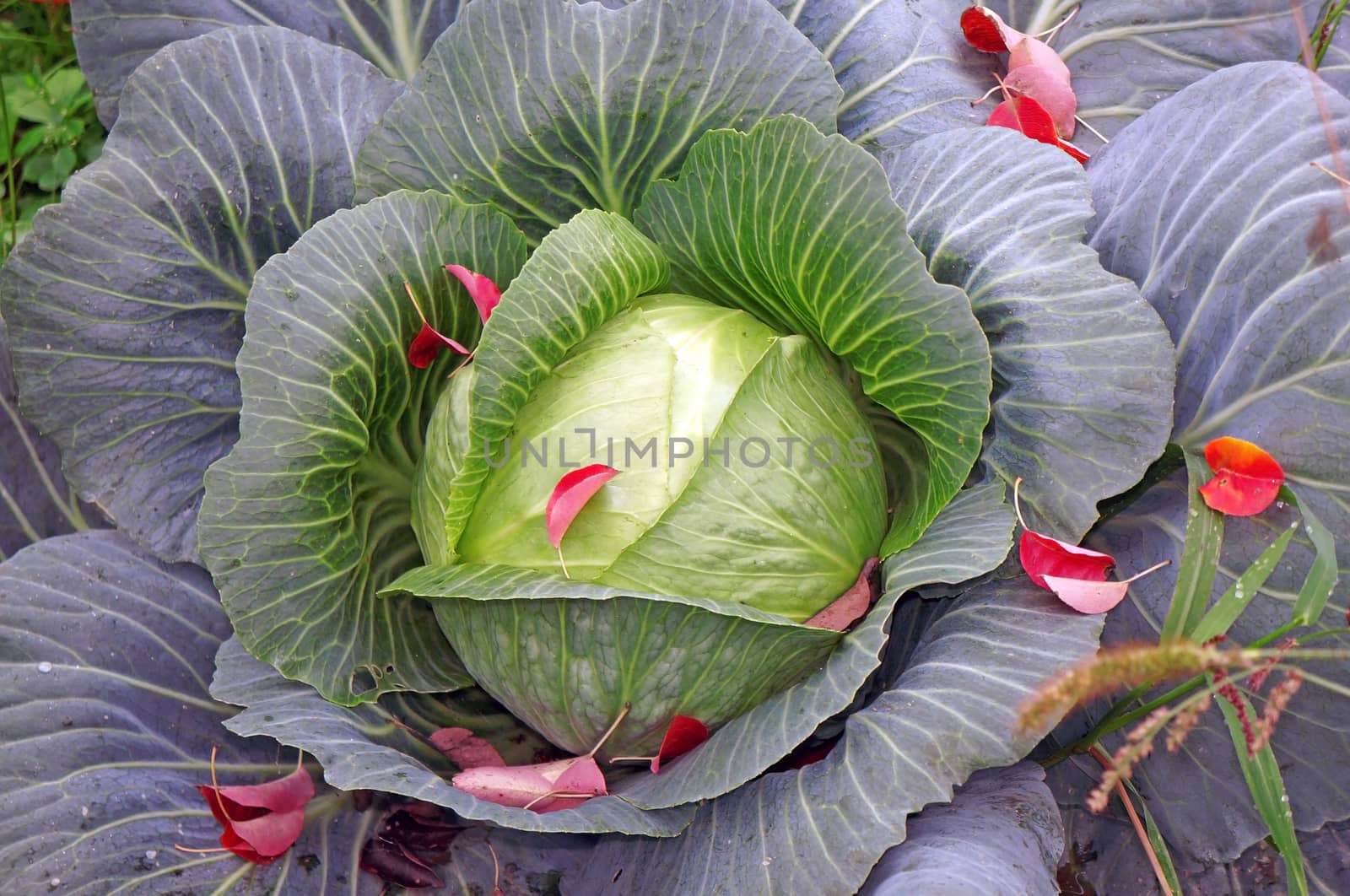 Green cabbage sprinkled with red leaves, like the petals